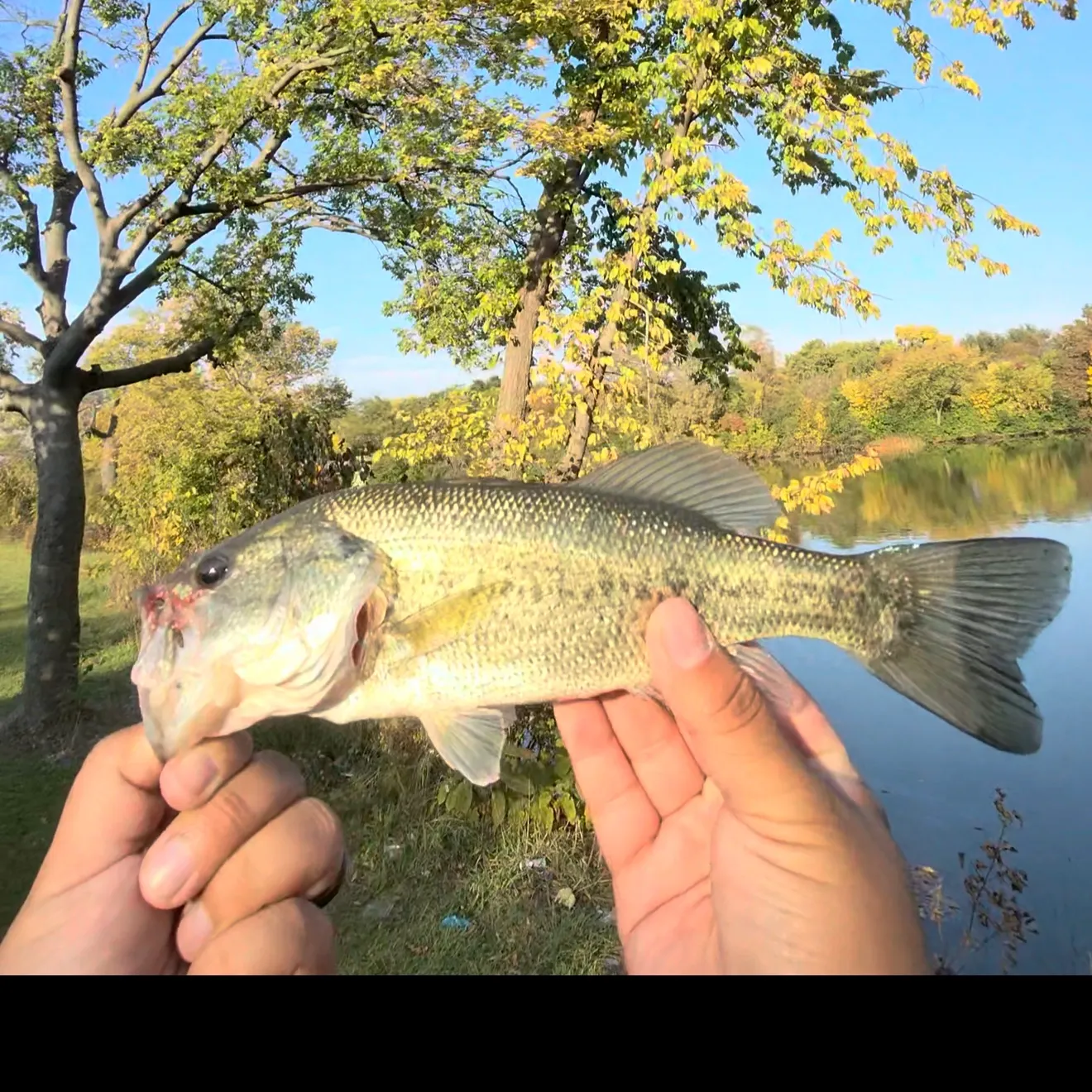 Smallmouth bass caught on Fishbrain