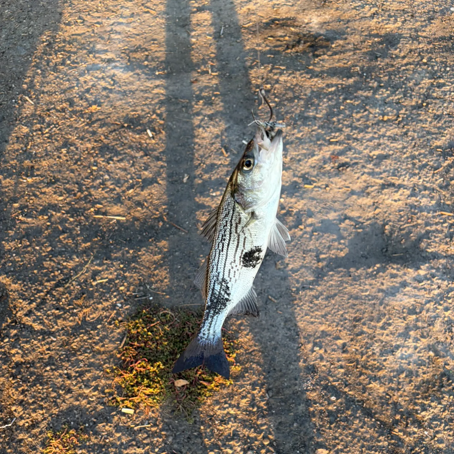 Striped bass caught on Fishbrain