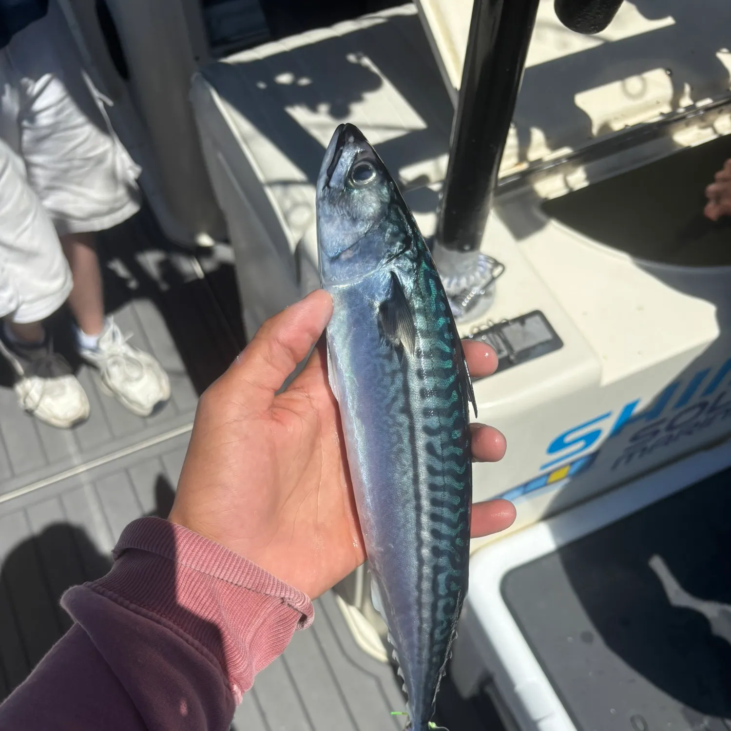 The most recent Atlantic mackerel catches on Fishbrain