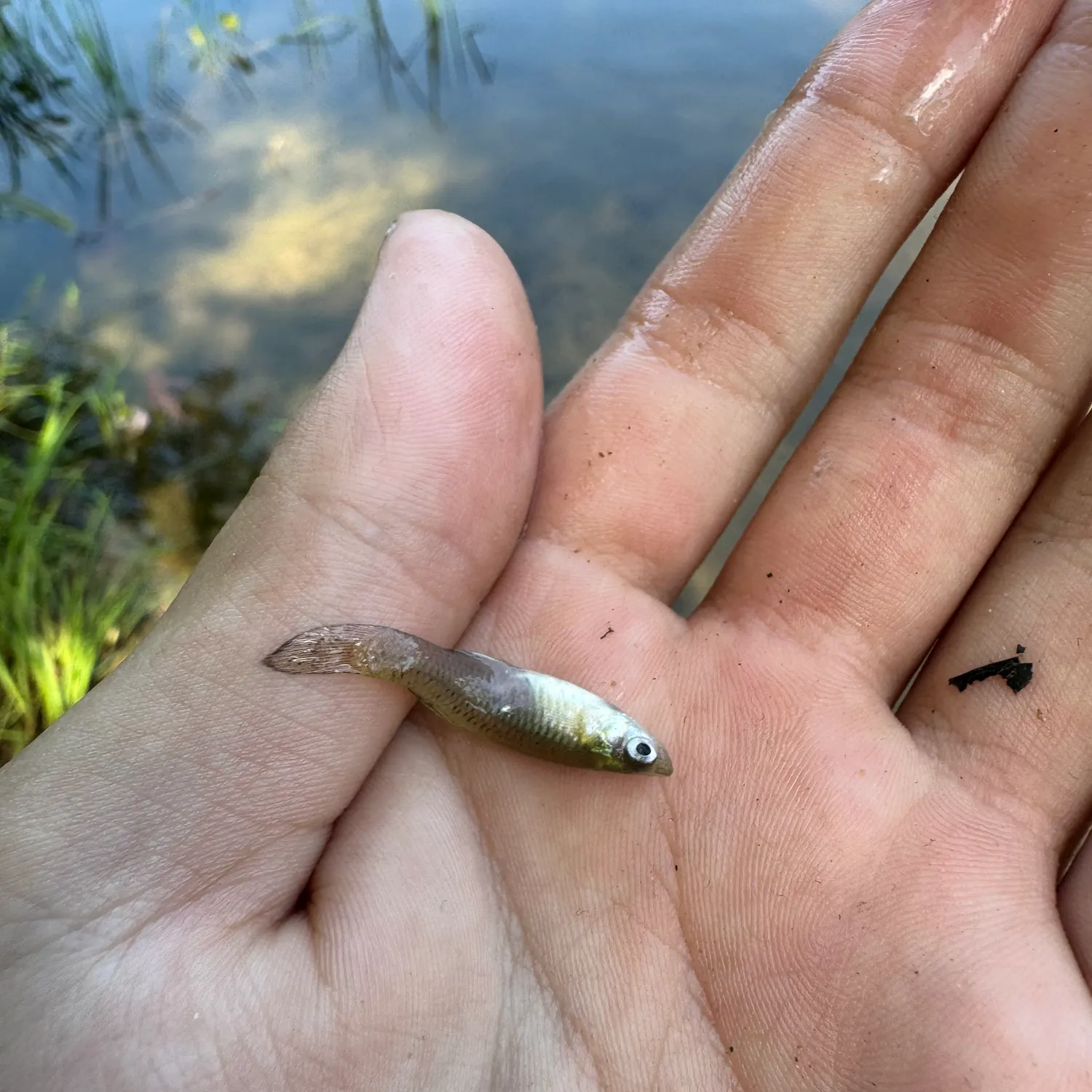 The most recent Brassy minnow catches on Fishbrain