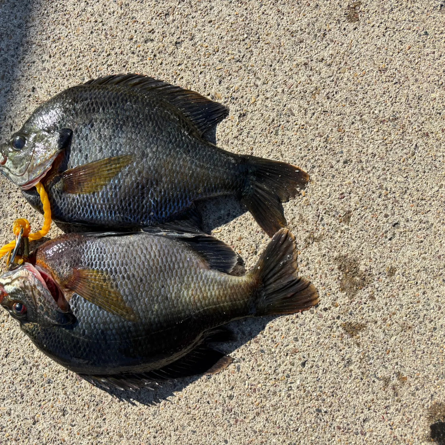 recently logged catches