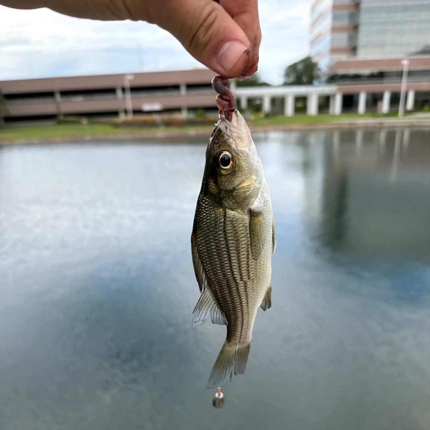 Yellow bass caught on Fishbrain