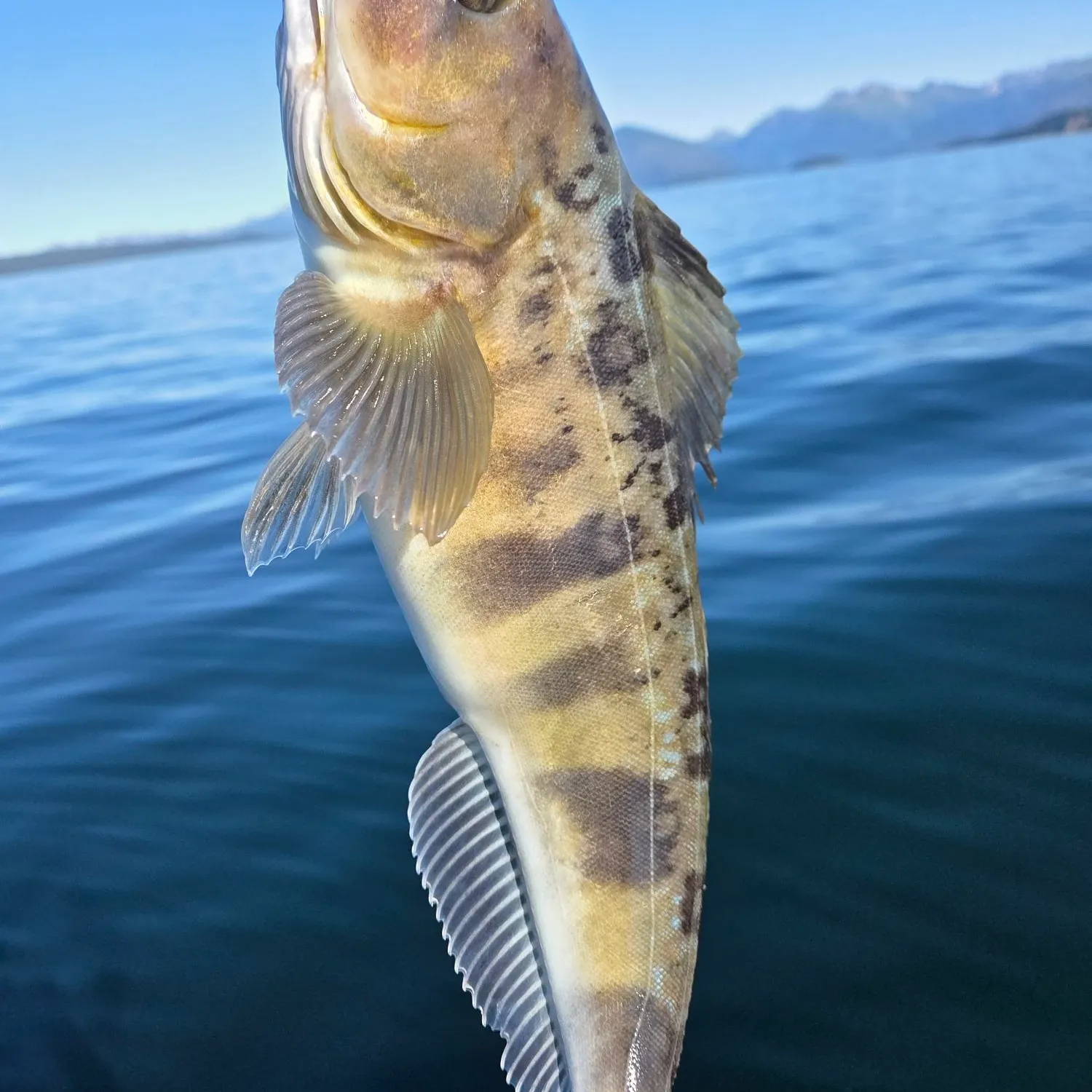 Atka mackerel caught on Fishbrain