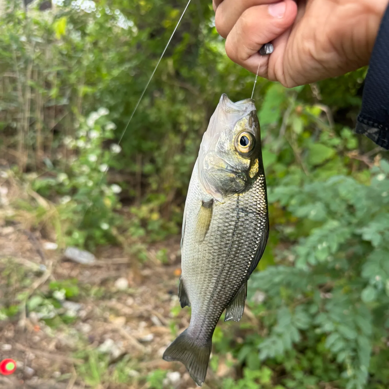 White perch caught on Fishbrain