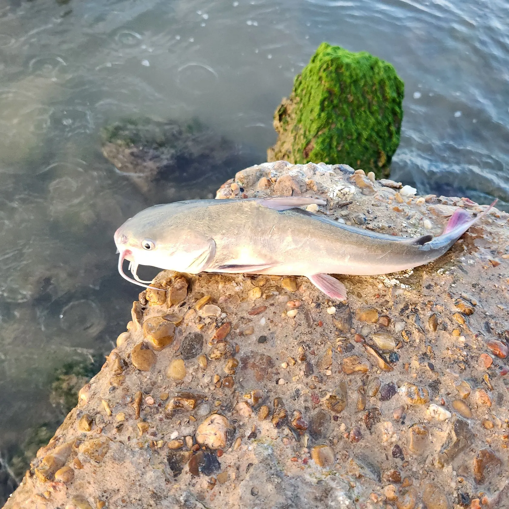 Blue catfish caught on Fishbrain