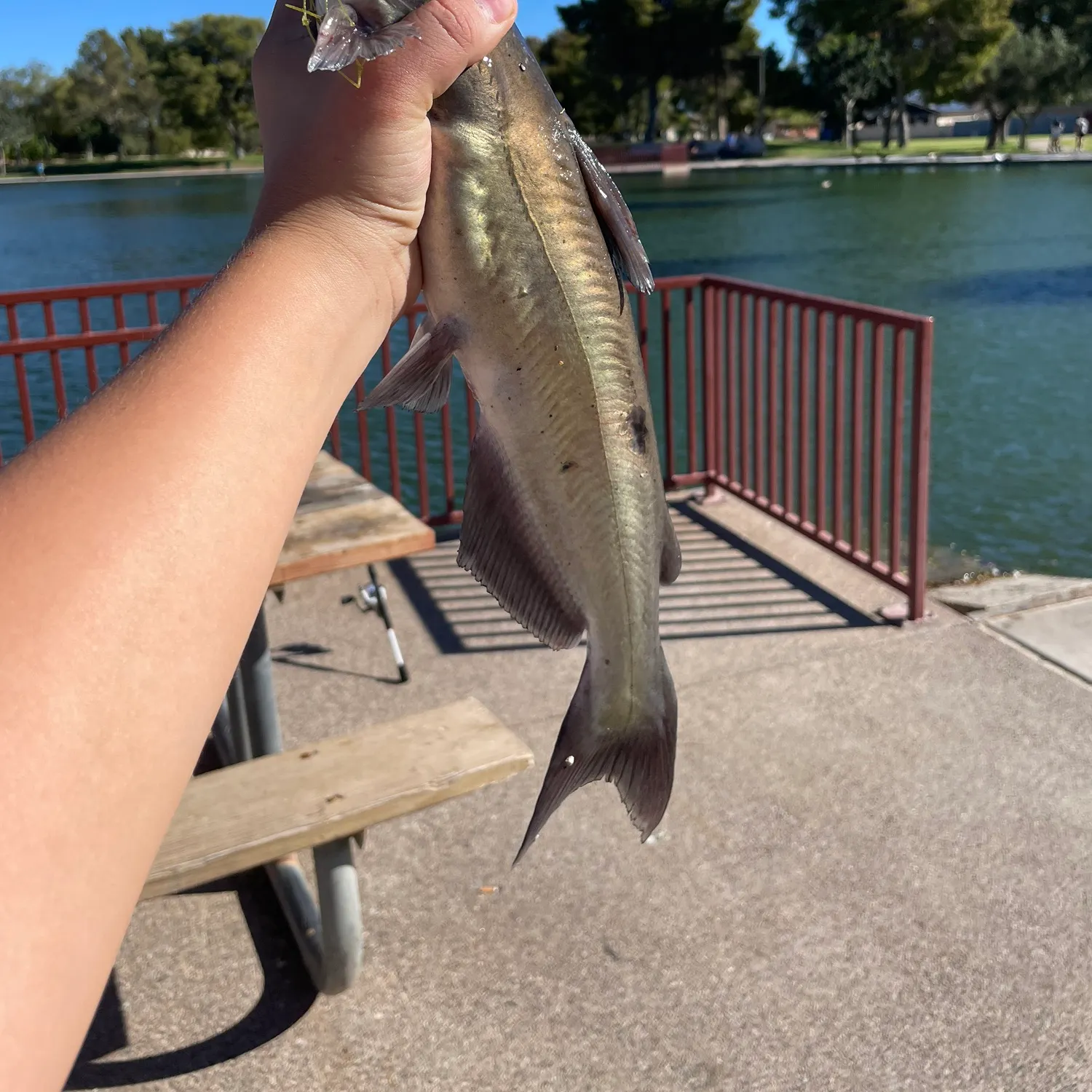 Channel catfish caught on Fishbrain