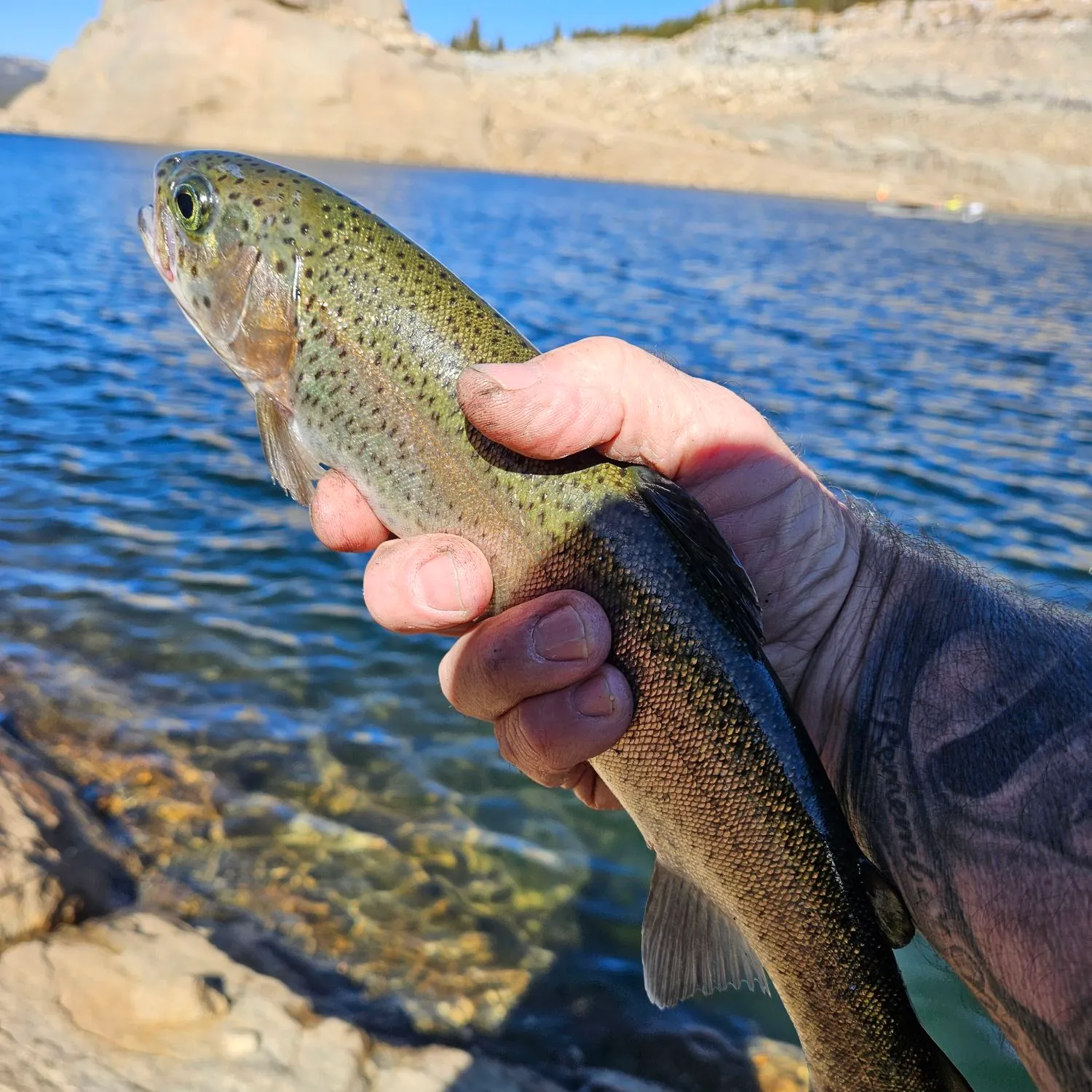Rainbow trout caught on Fishbrain