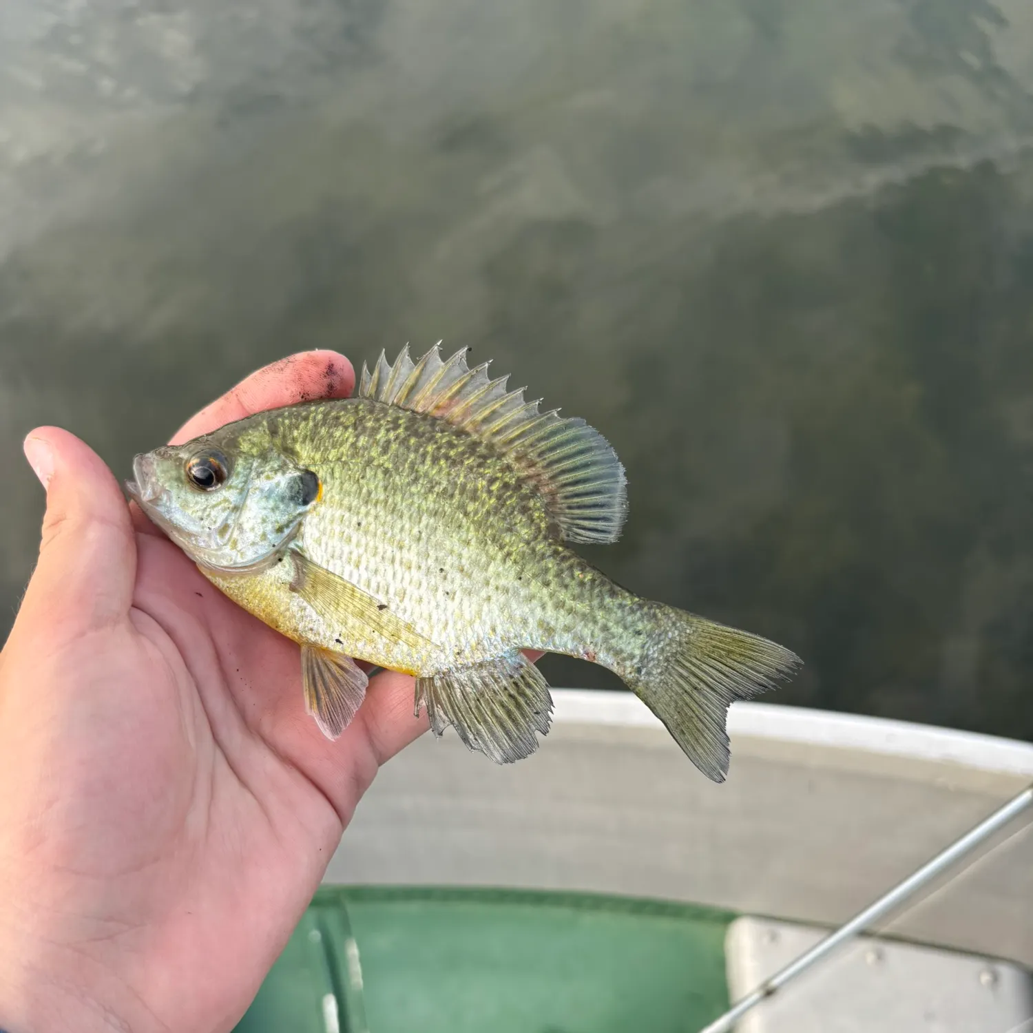 Redear sunfish caught on Fishbrain