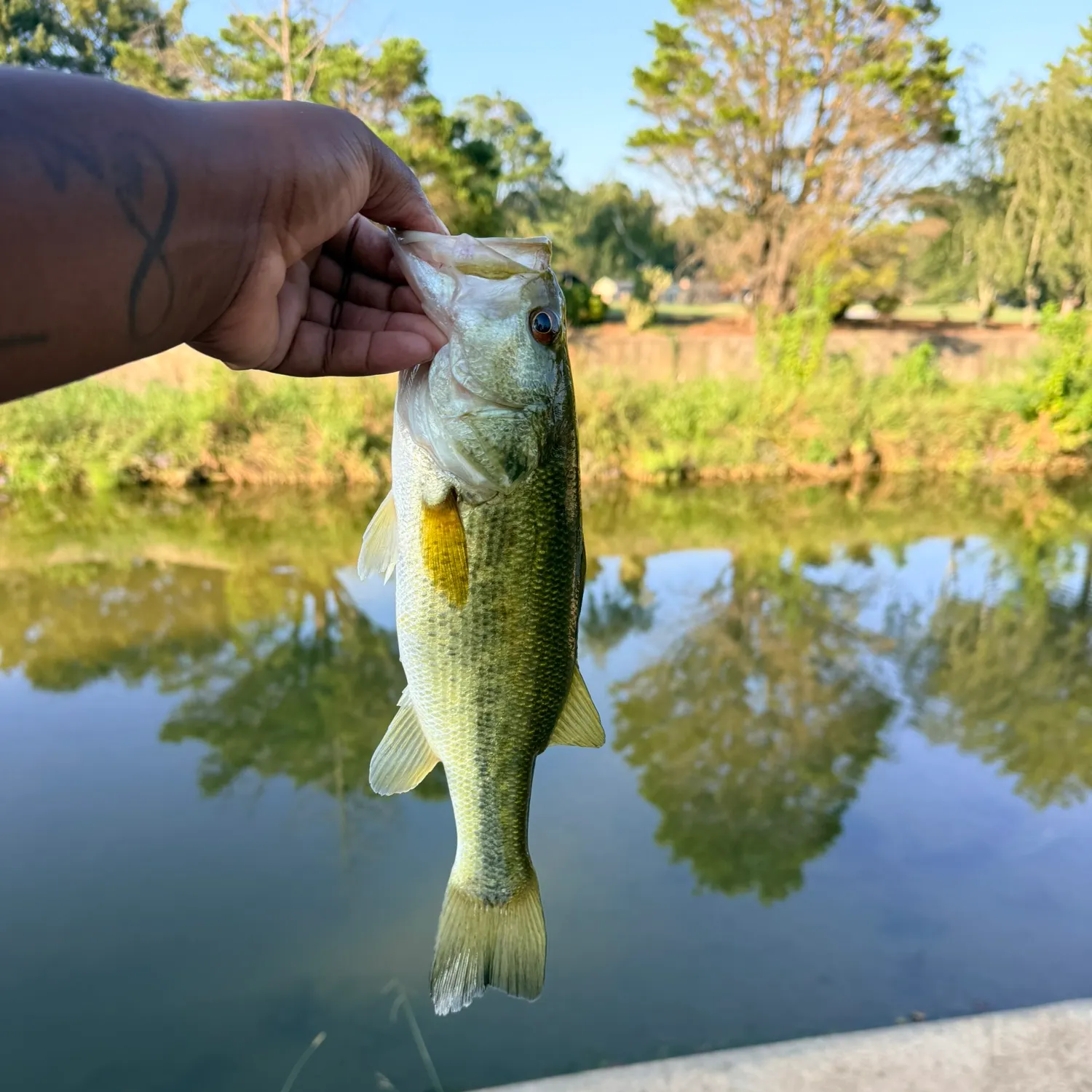 Largemouth bass caught on Fishbrain
