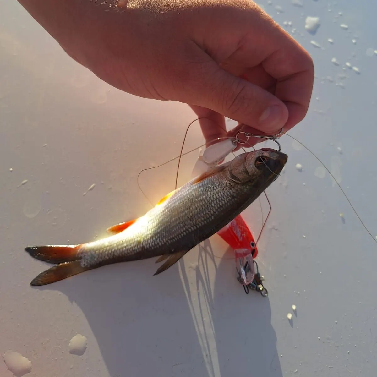 European perch caught on Fishbrain
