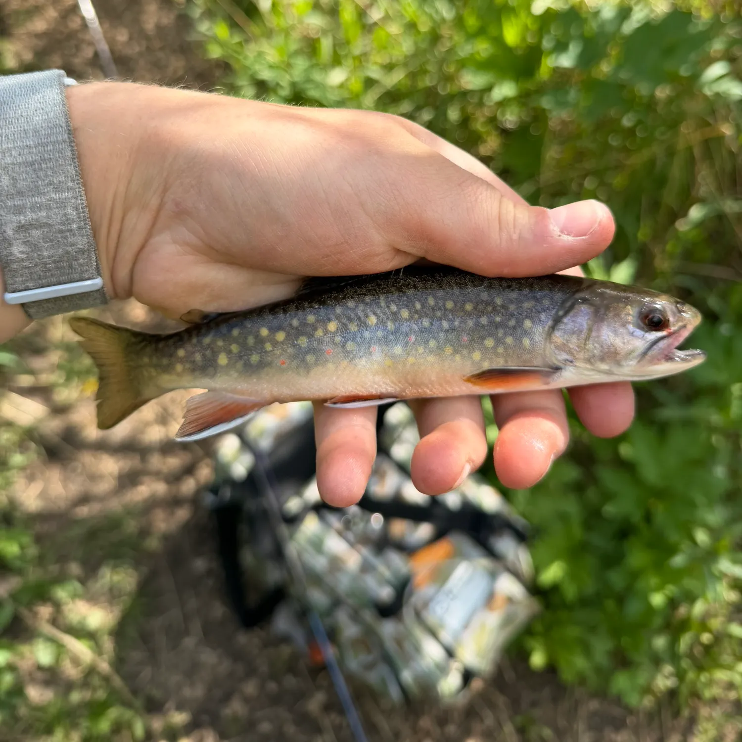 The most recent Brook trout catches on Fishbrain