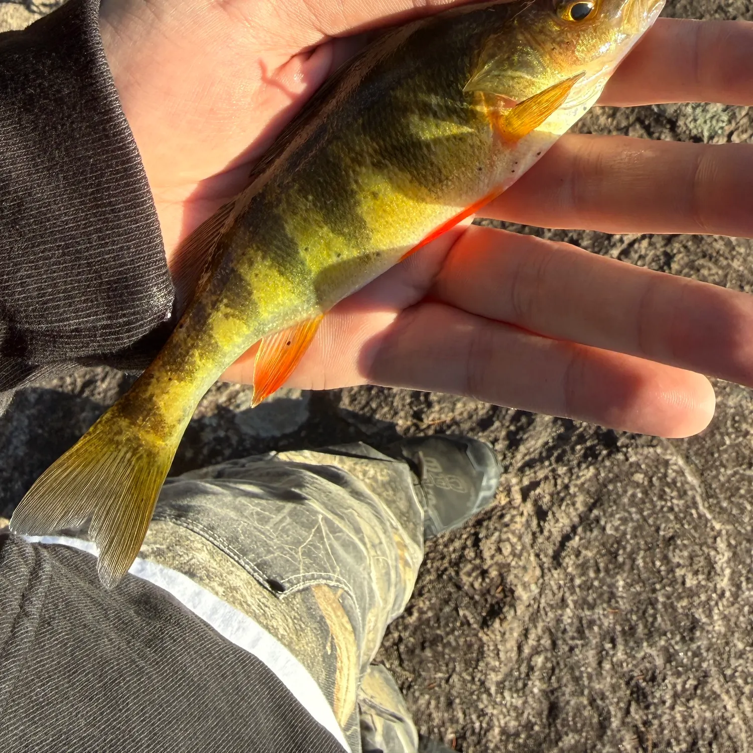 Yellow perch caught on Fishbrain
