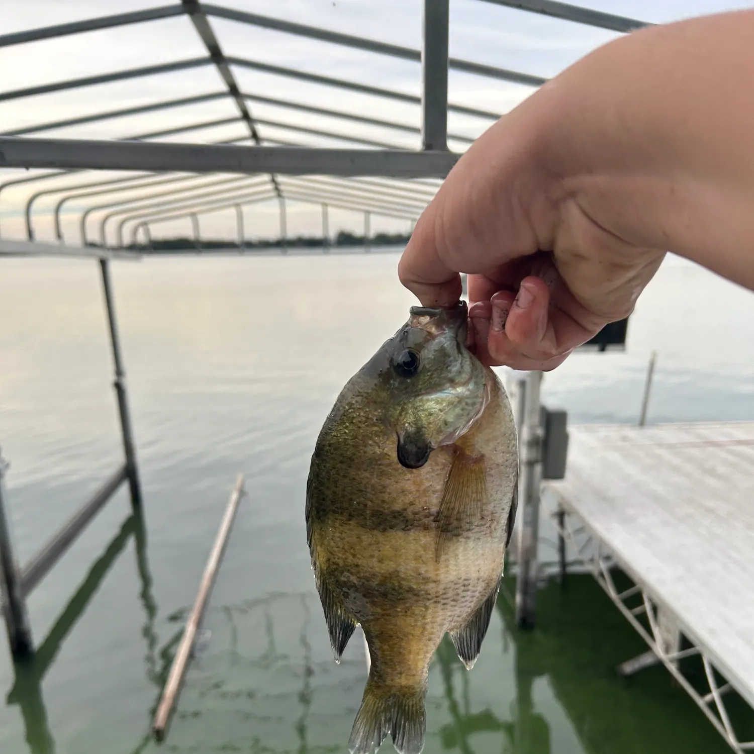 Bluegill caught on Fishbrain