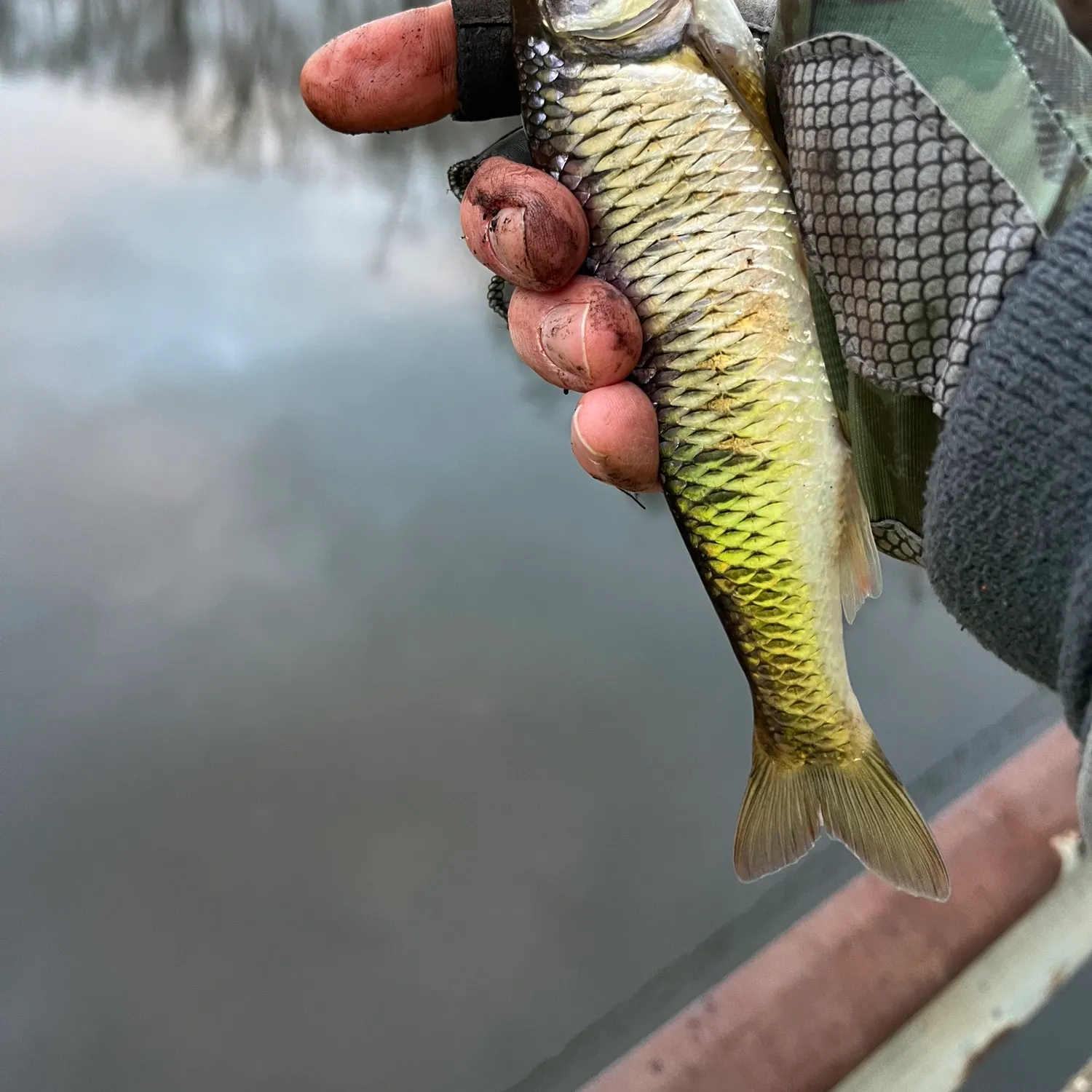 The most recent Striped shiner catches on Fishbrain