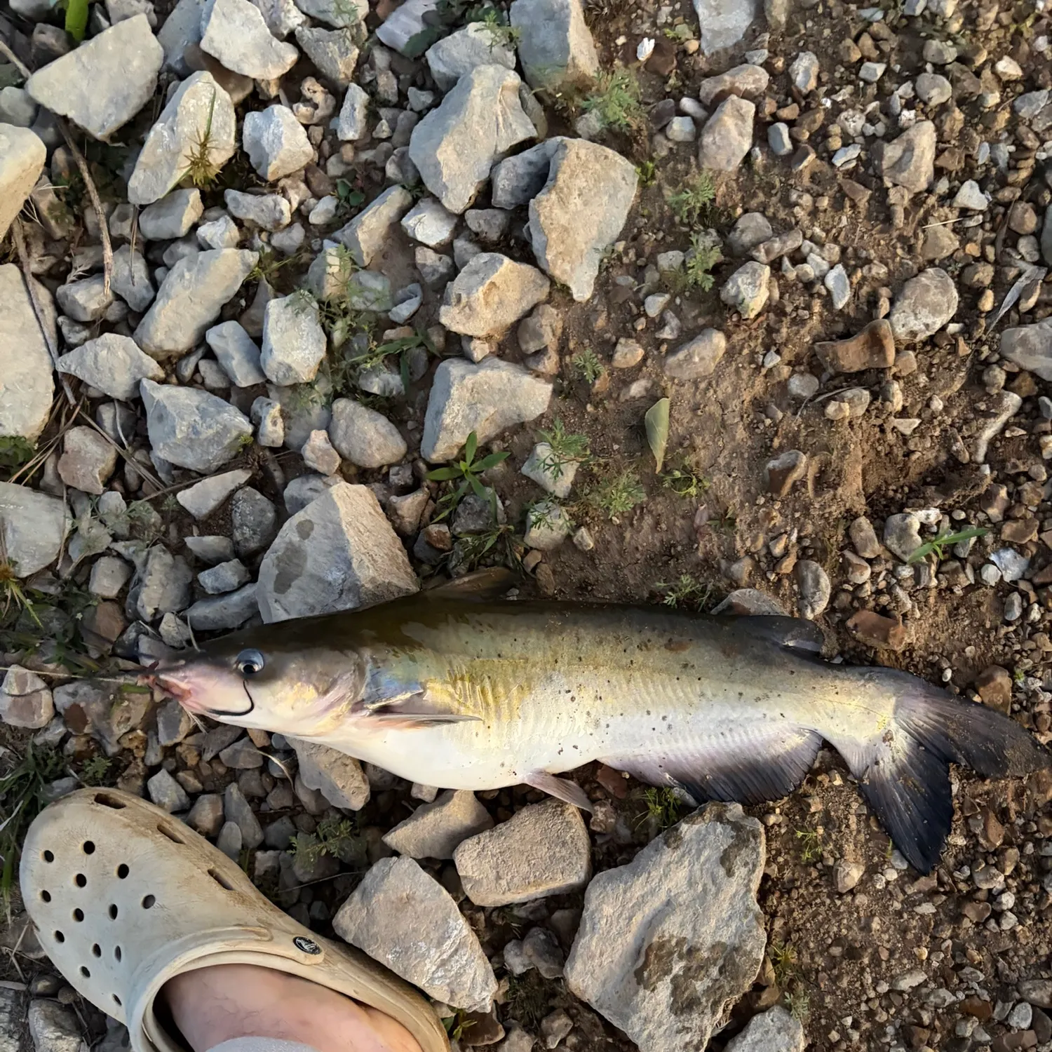 Channel catfish caught on Fishbrain
