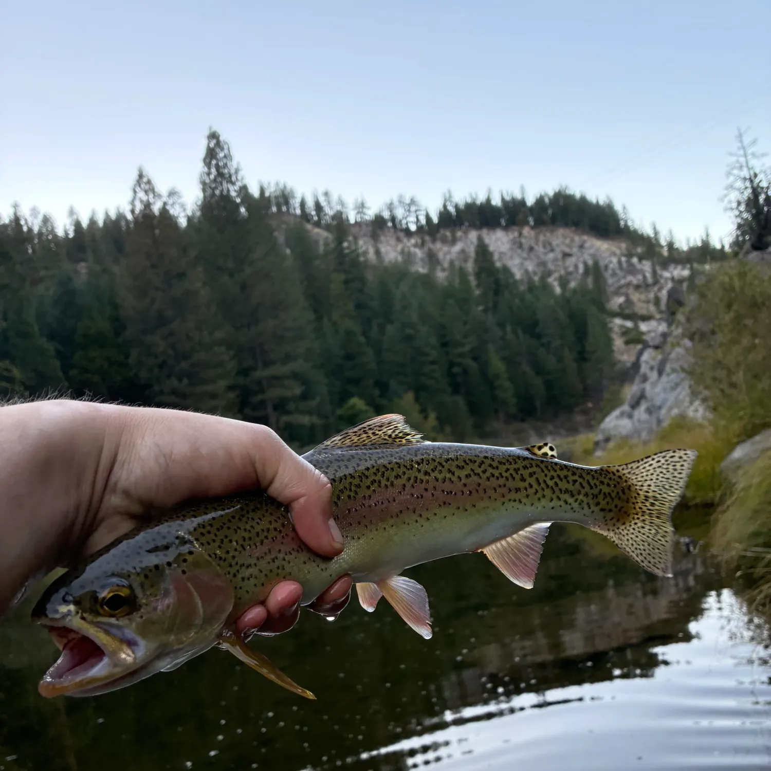 Rainbow trout caught on Fishbrain