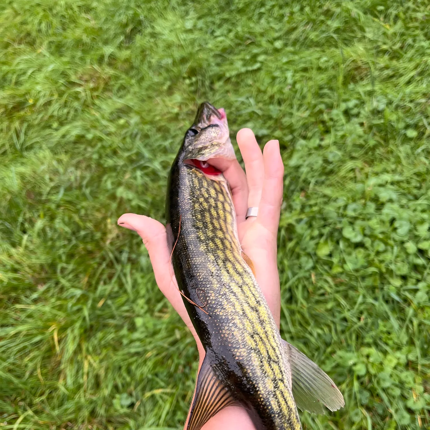 Chain pickerel caught on Fishbrain