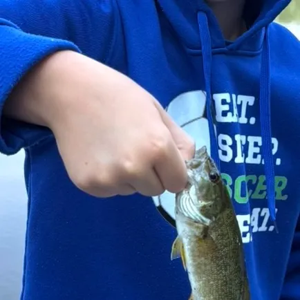 Smallmouth bass caught on Fishbrain