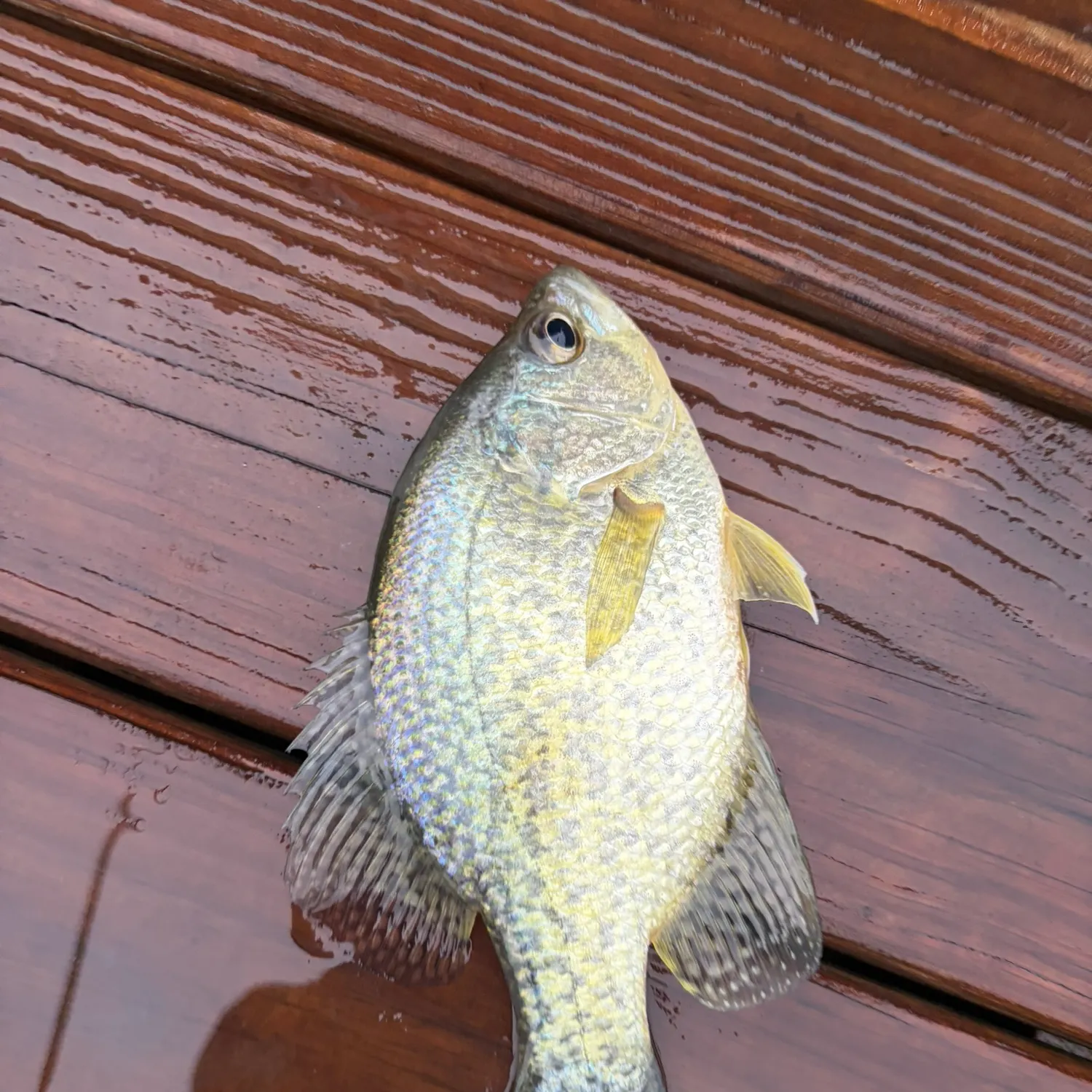 White crappie caught on Fishbrain