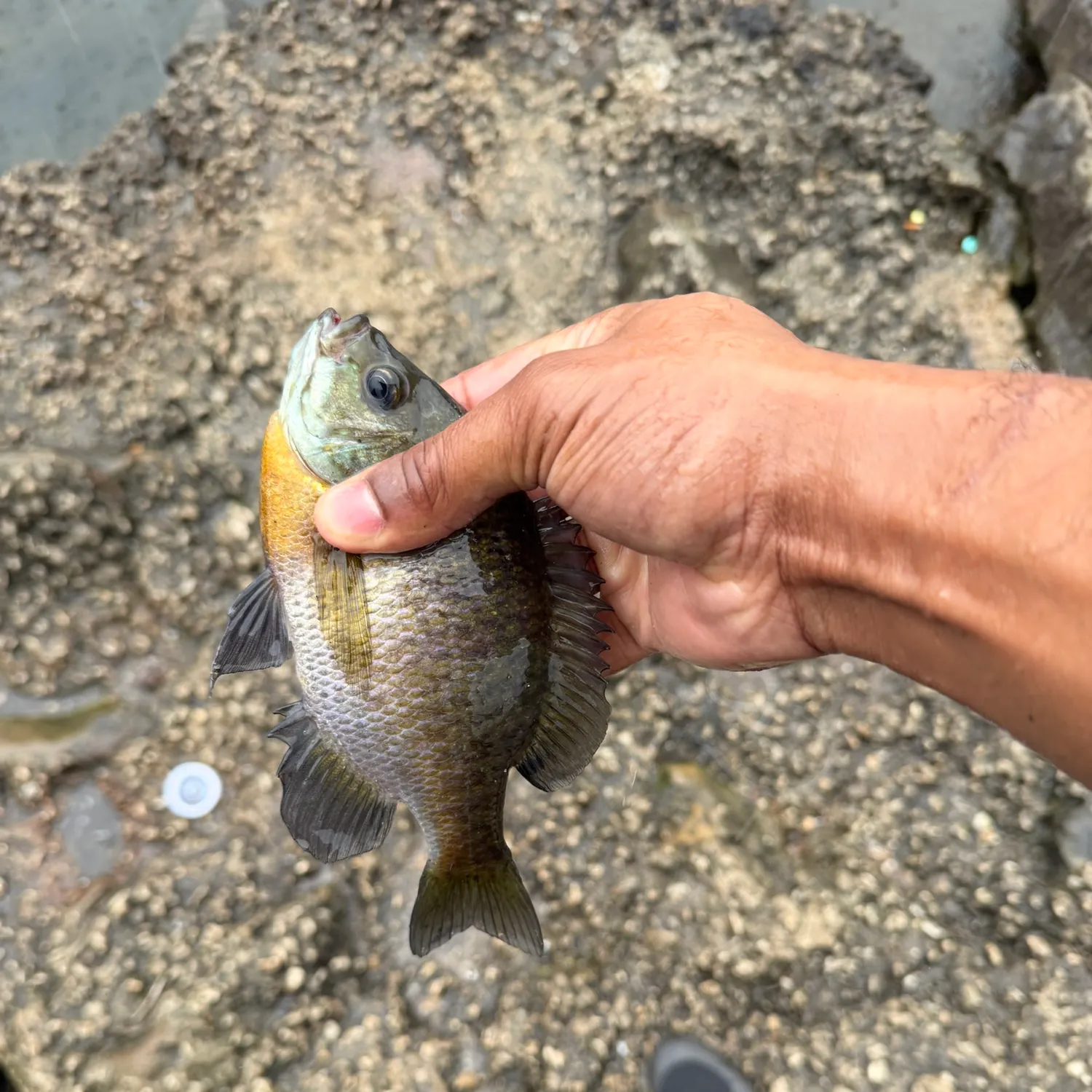 Bluegill caught on Fishbrain