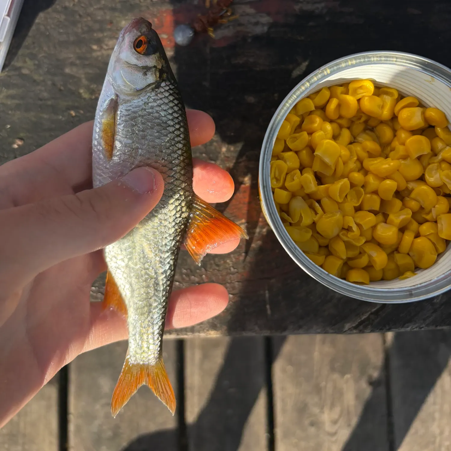 Common roach caught on Fishbrain