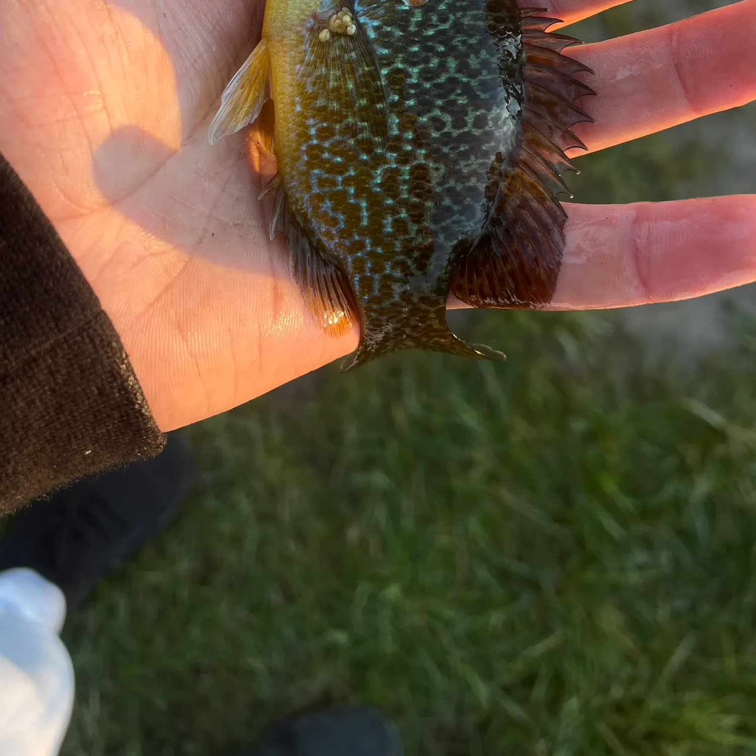 Greengill hybrid caught on Fishbrain