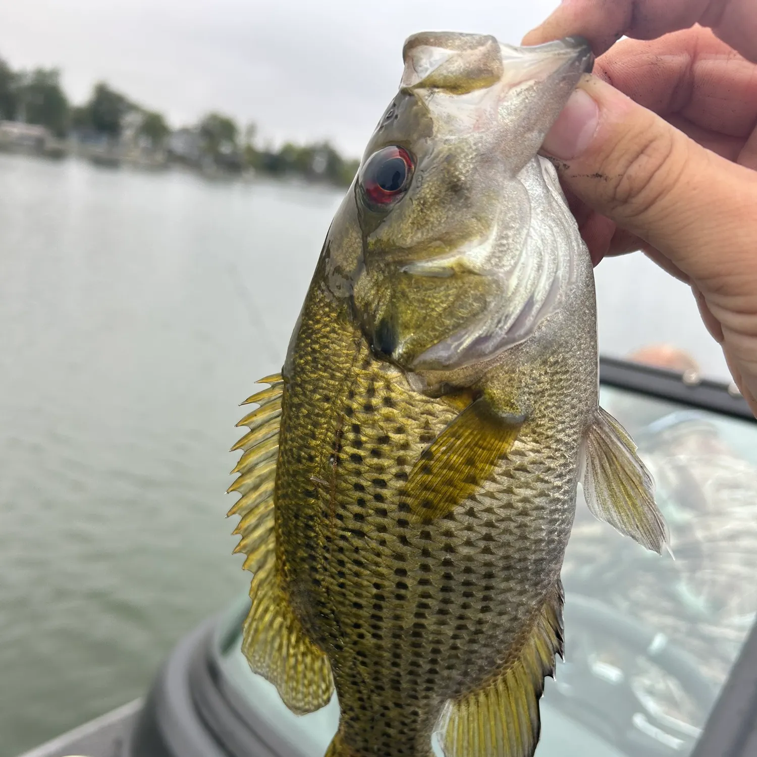 Rock bass caught on Fishbrain