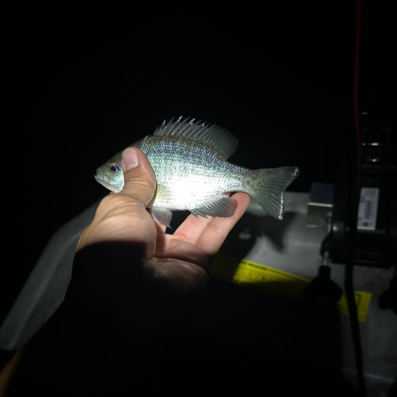 Black crappie caught on Fishbrain