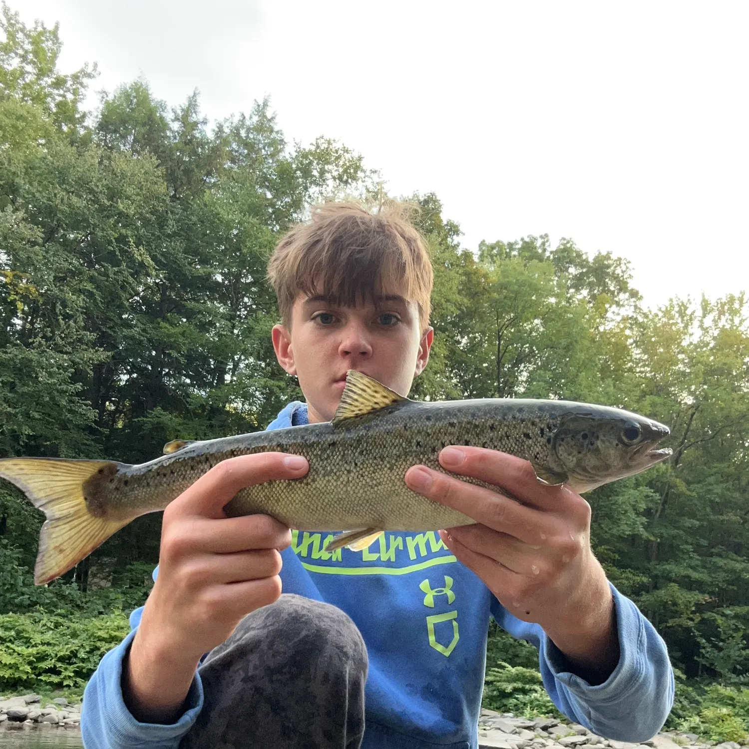 Brown trout caught on Fishbrain