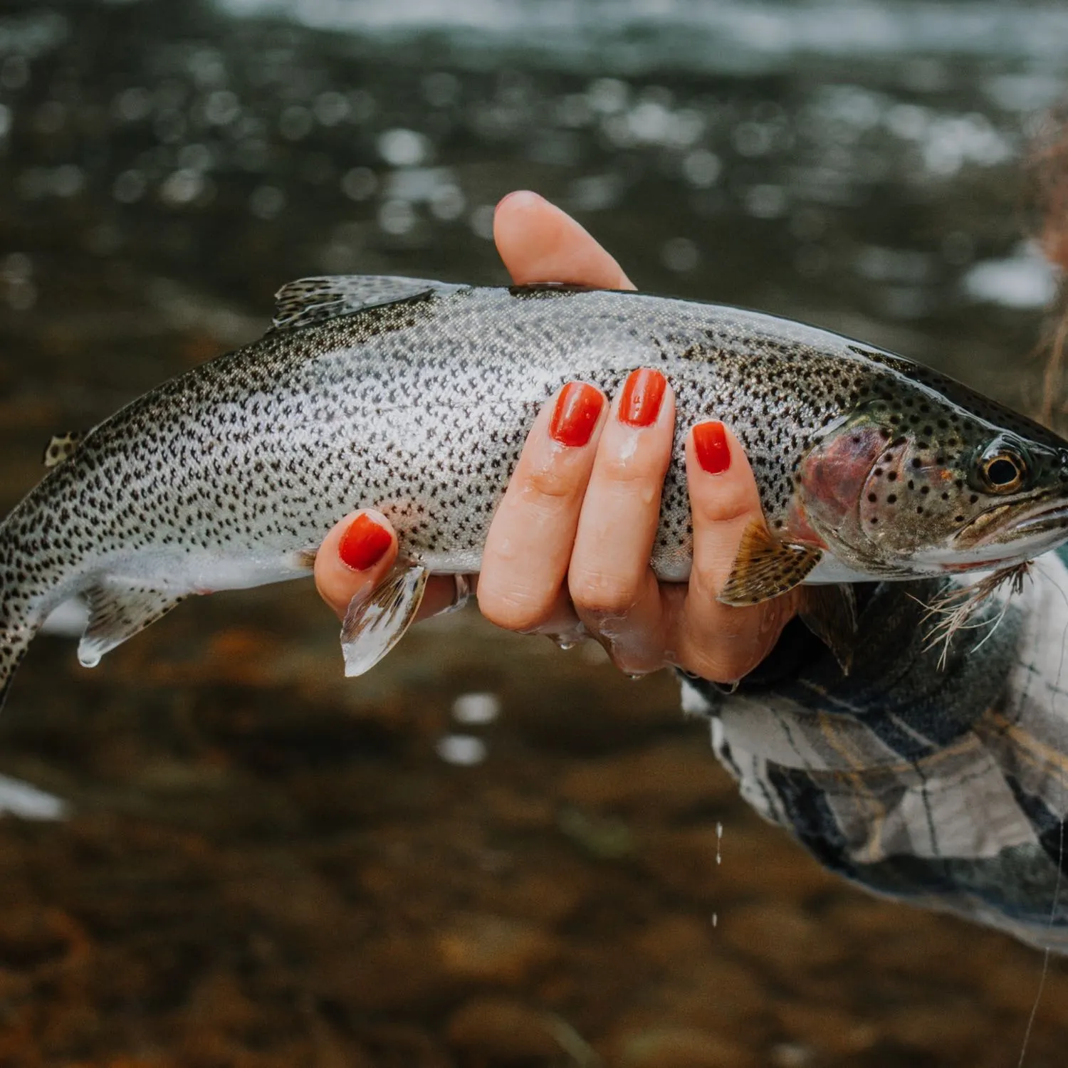 The most popular recent Coastal cutthroat trout catch on Fishbrain