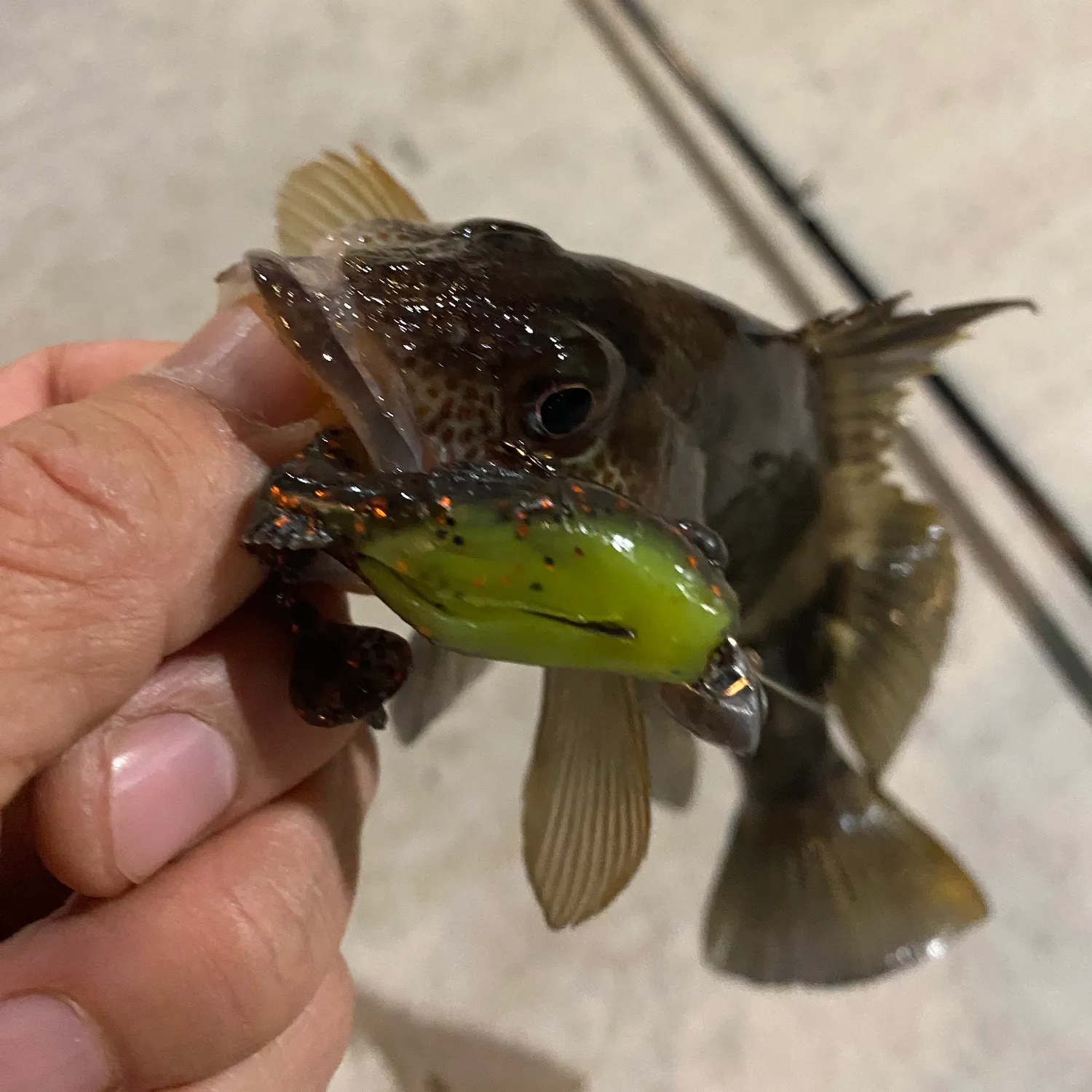 recently logged catches