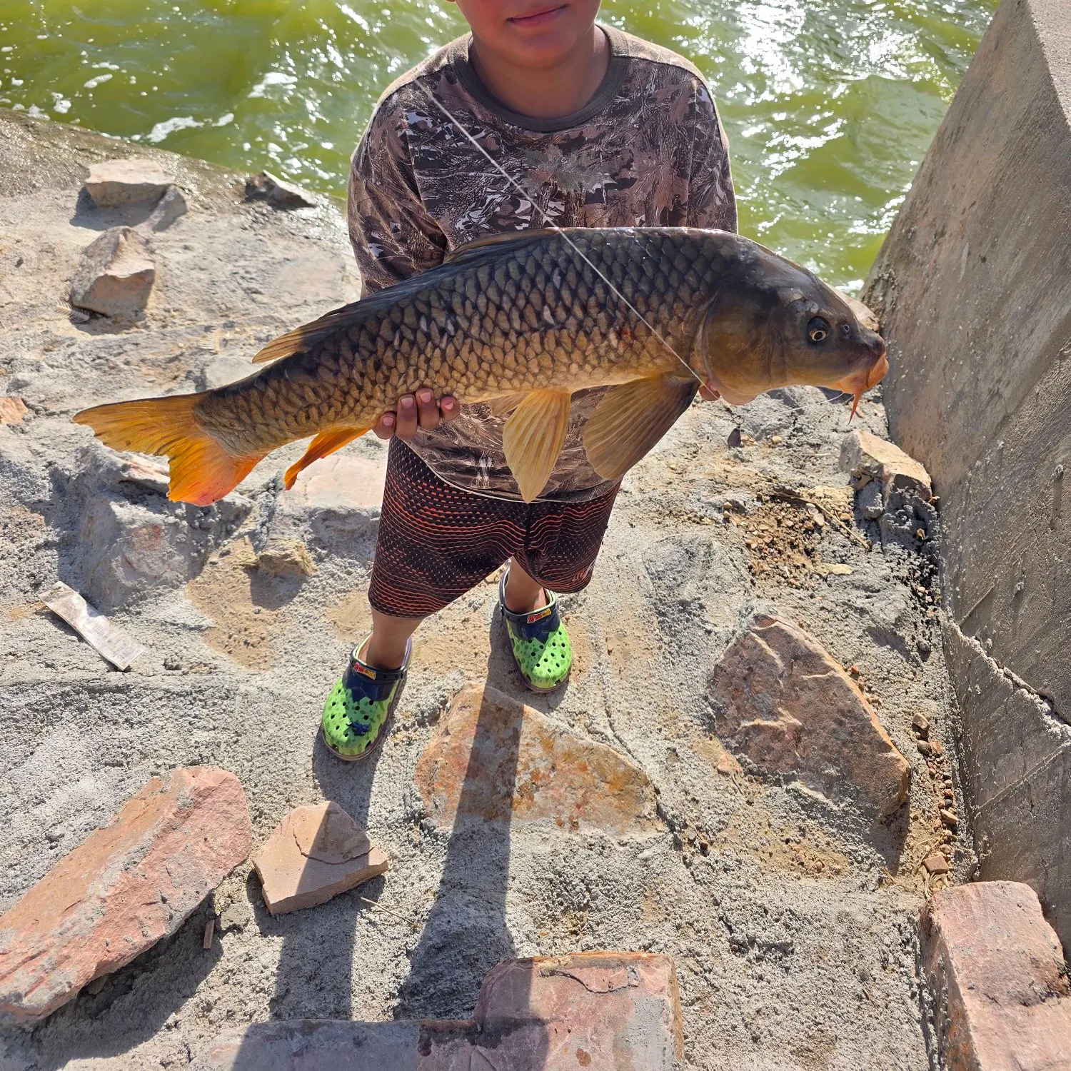 Common carp caught on Fishbrain