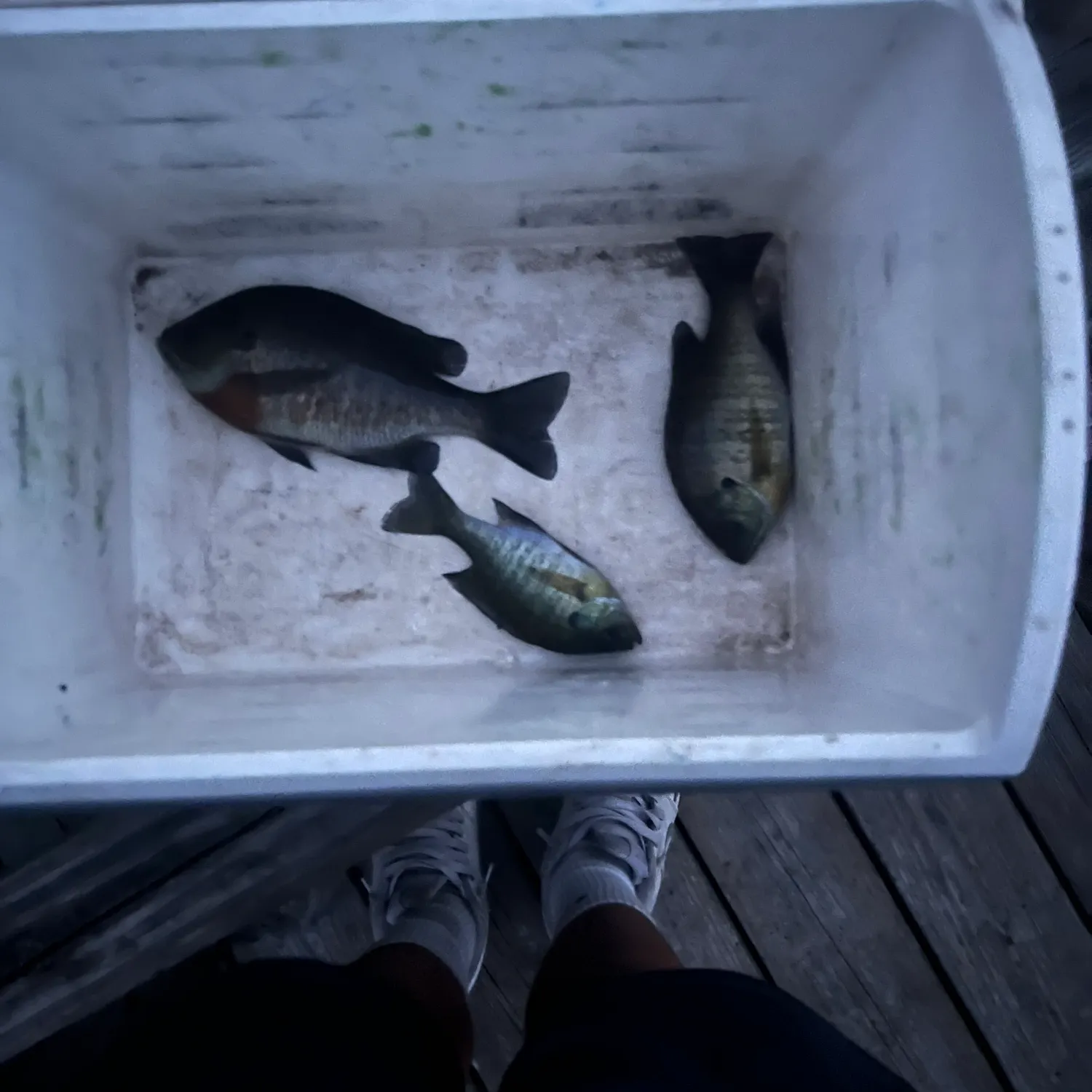 recently logged catches