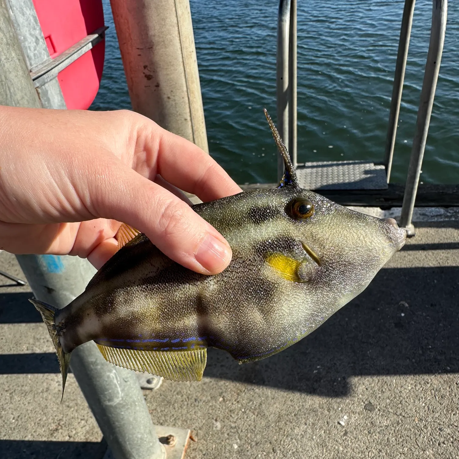 The most recent Yellowfin leatherjacket catches on Fishbrain