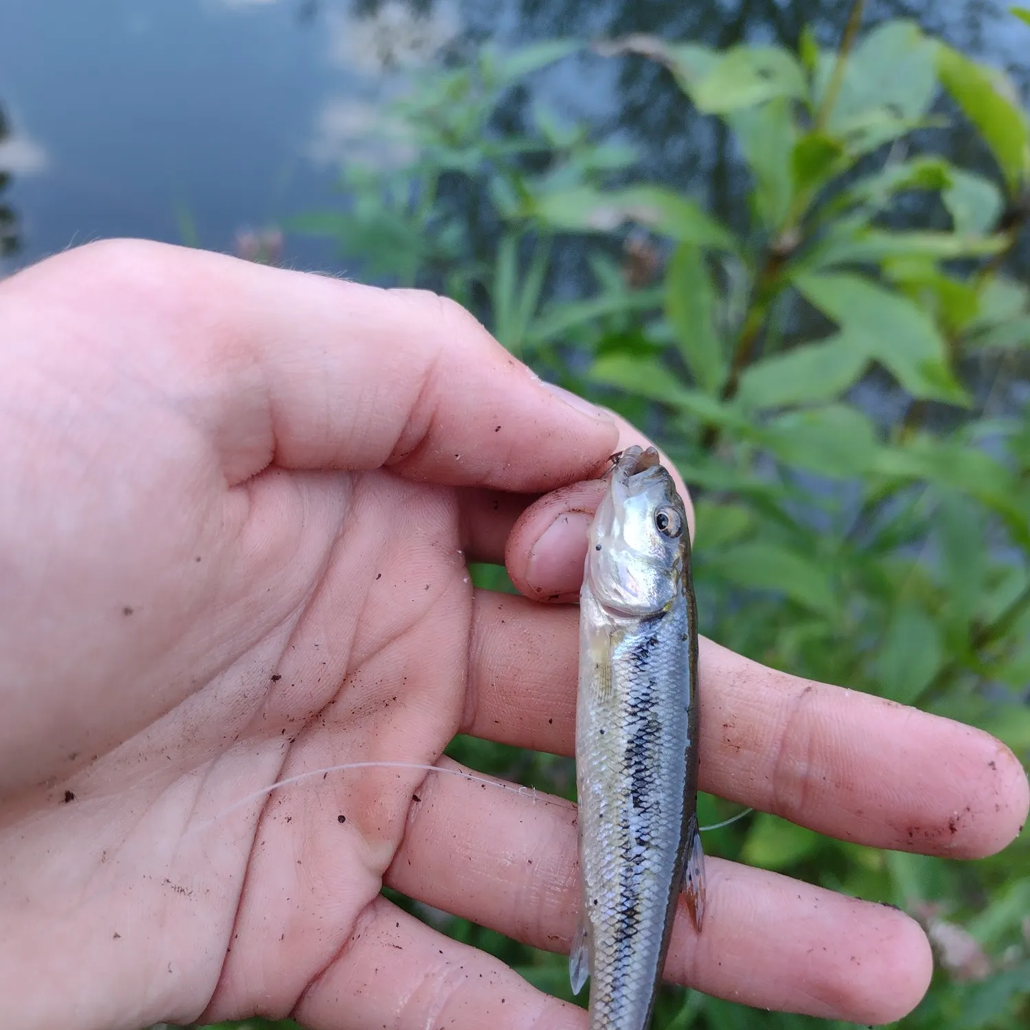 Creek chub caught on Fishbrain