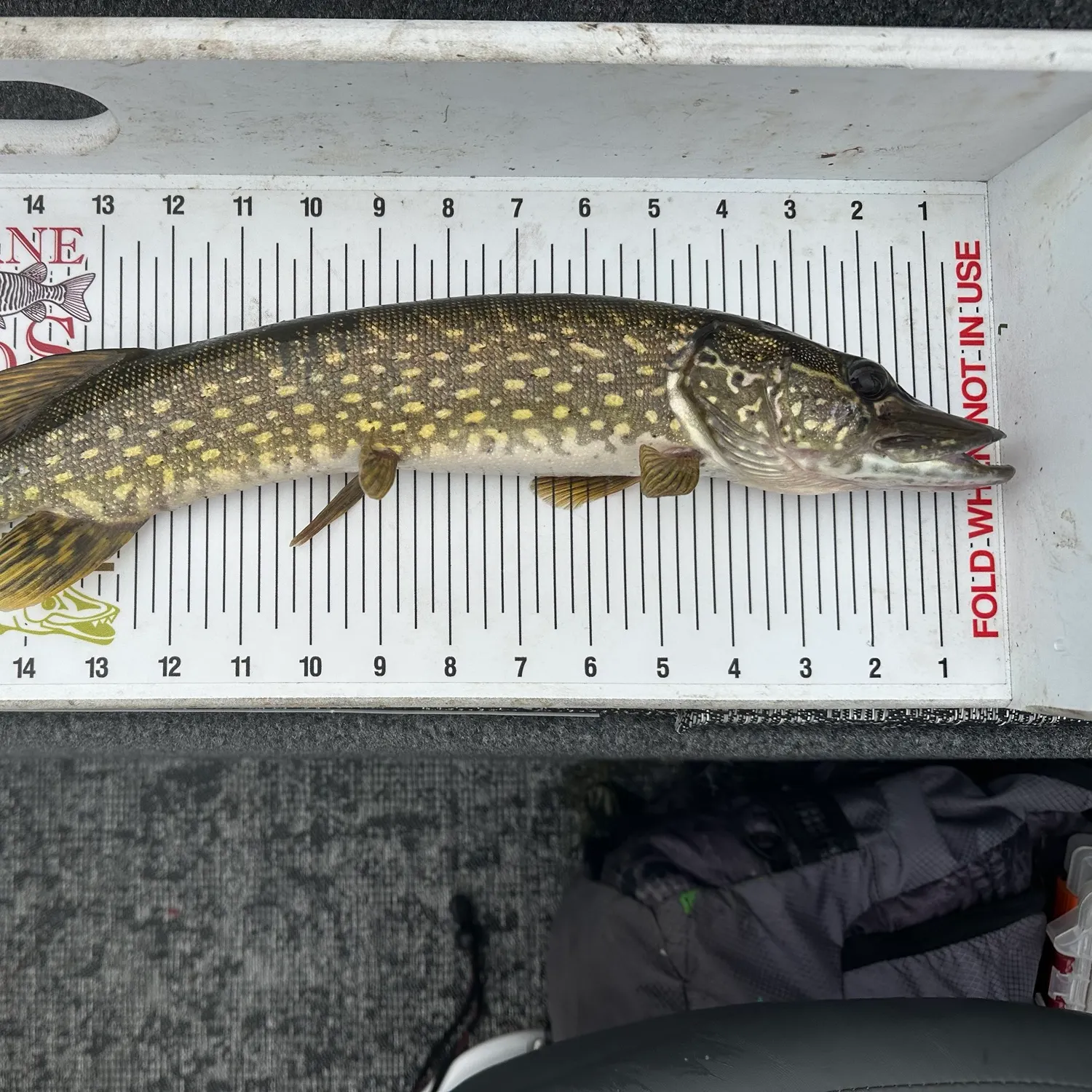 recently logged catches