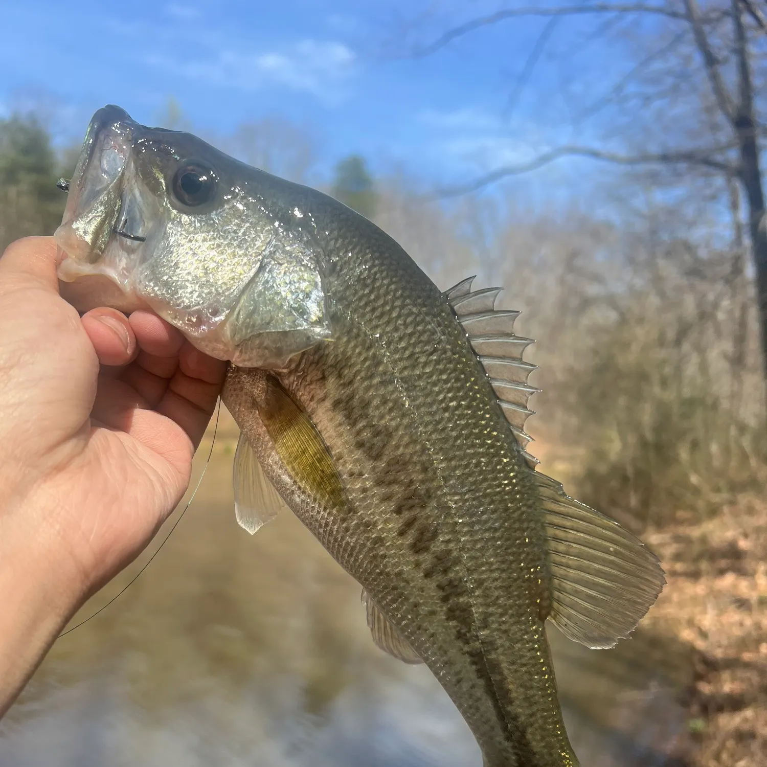 Largemouth bass caught on Fishbrain