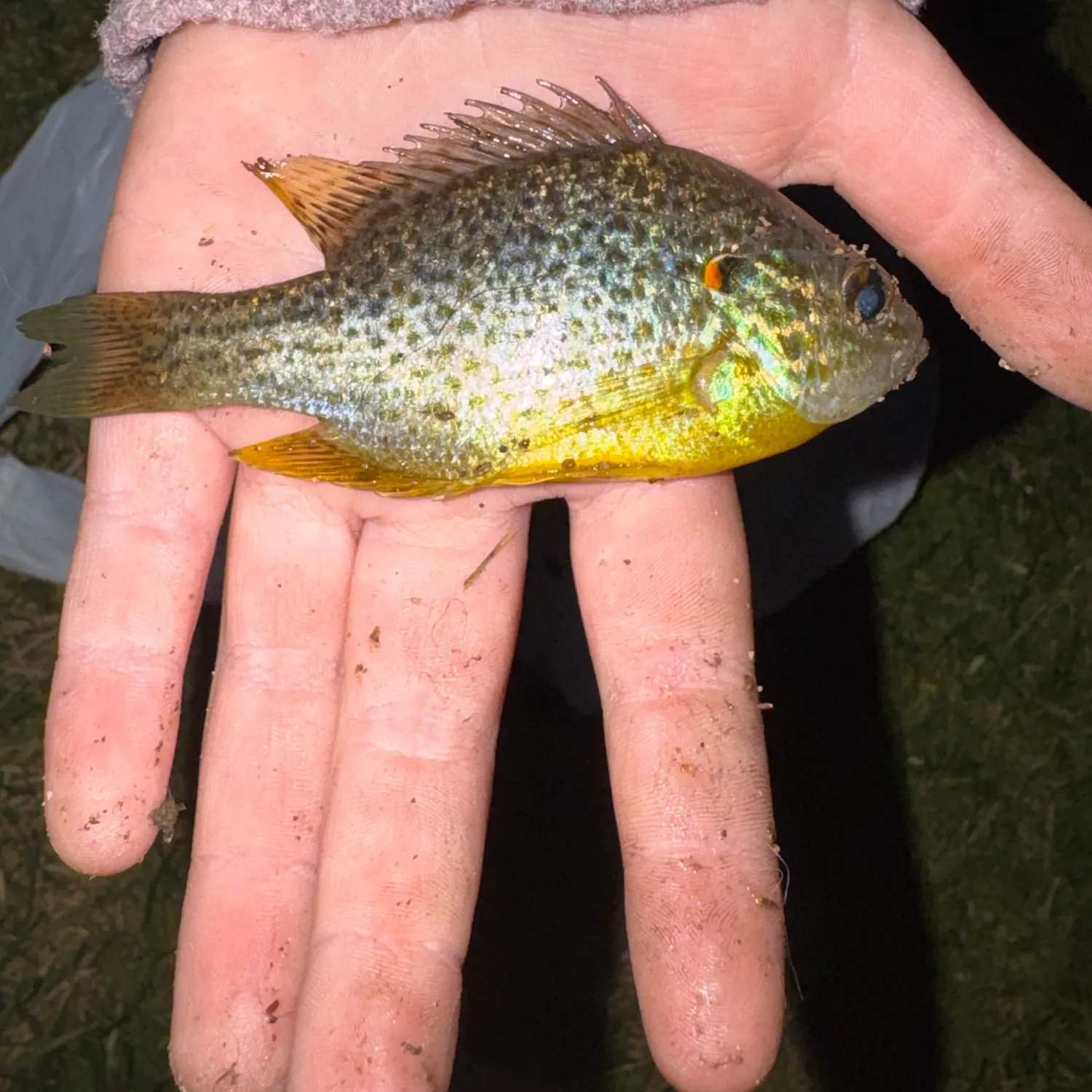 Pumpkinseed caught on Fishbrain