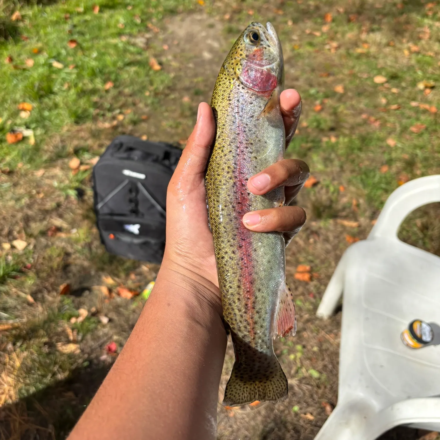 Rainbow trout caught on Fishbrain