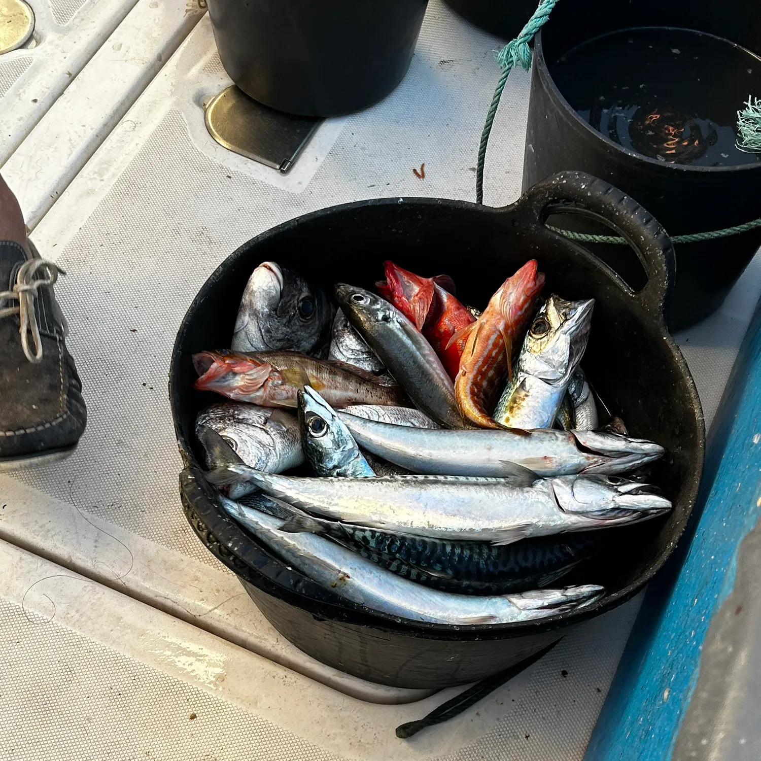 The most recent Spotted seabass catches on Fishbrain