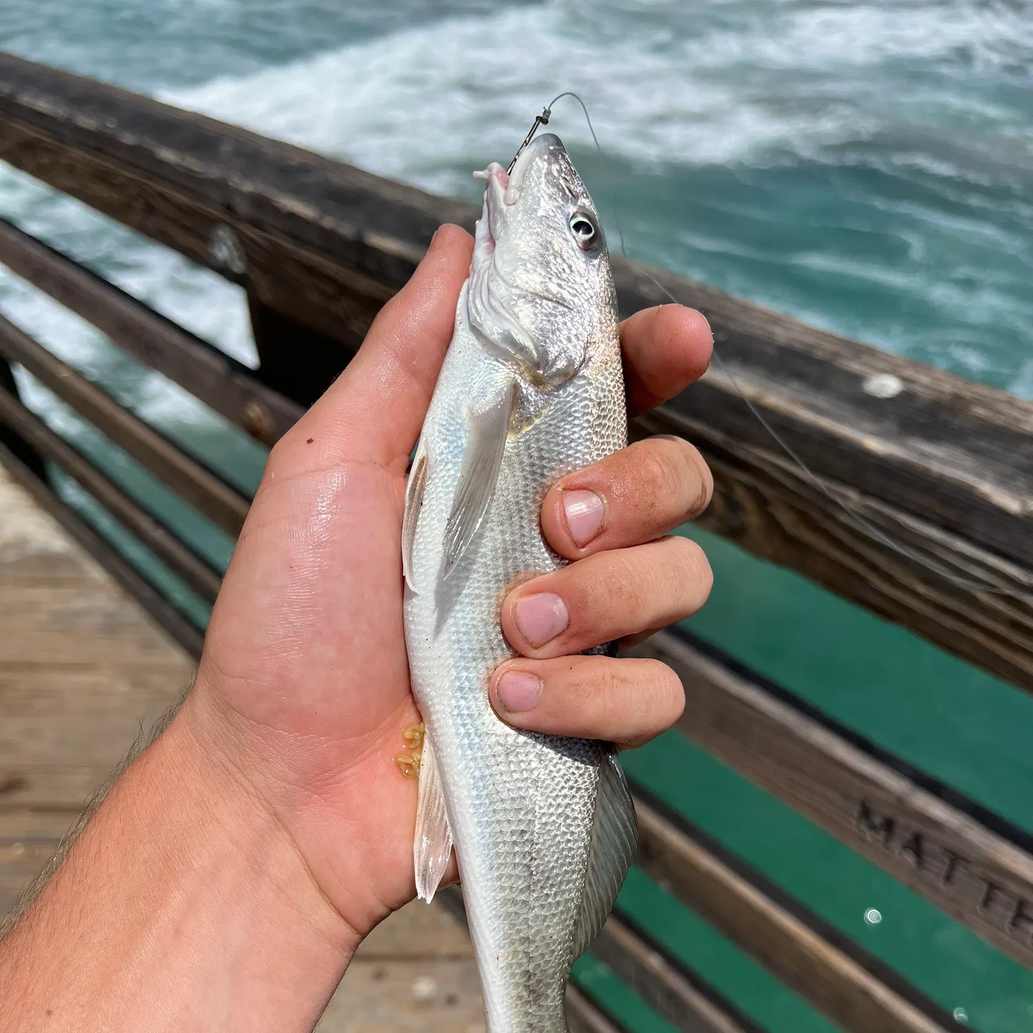 The most recent California corbina catches on Fishbrain