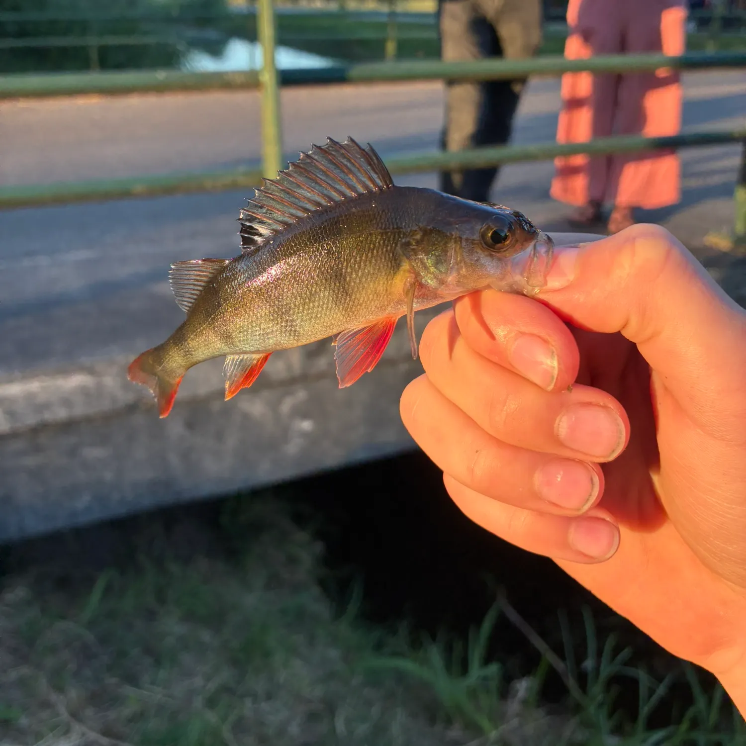 European perch caught on Fishbrain