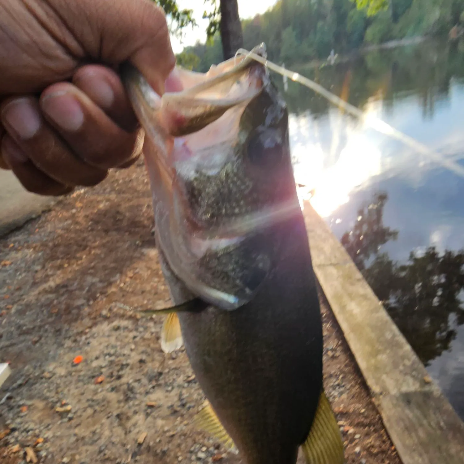 Largemouth bass caught on Fishbrain