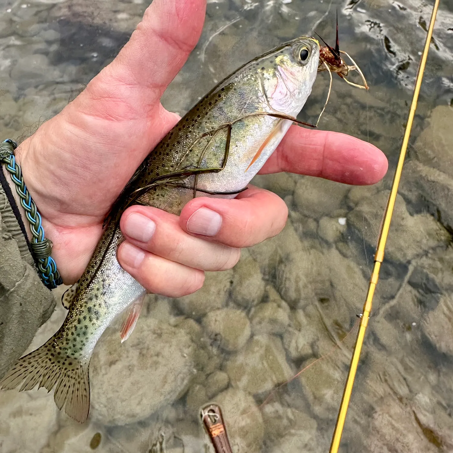 Rainbow trout caught on Fishbrain