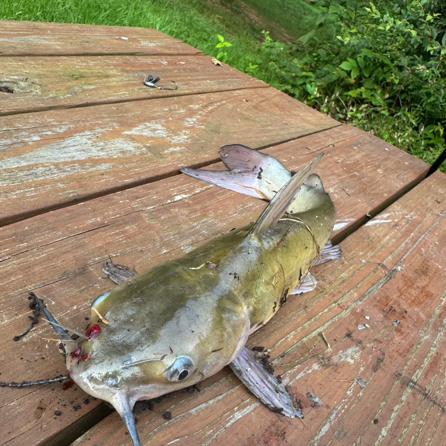 catch