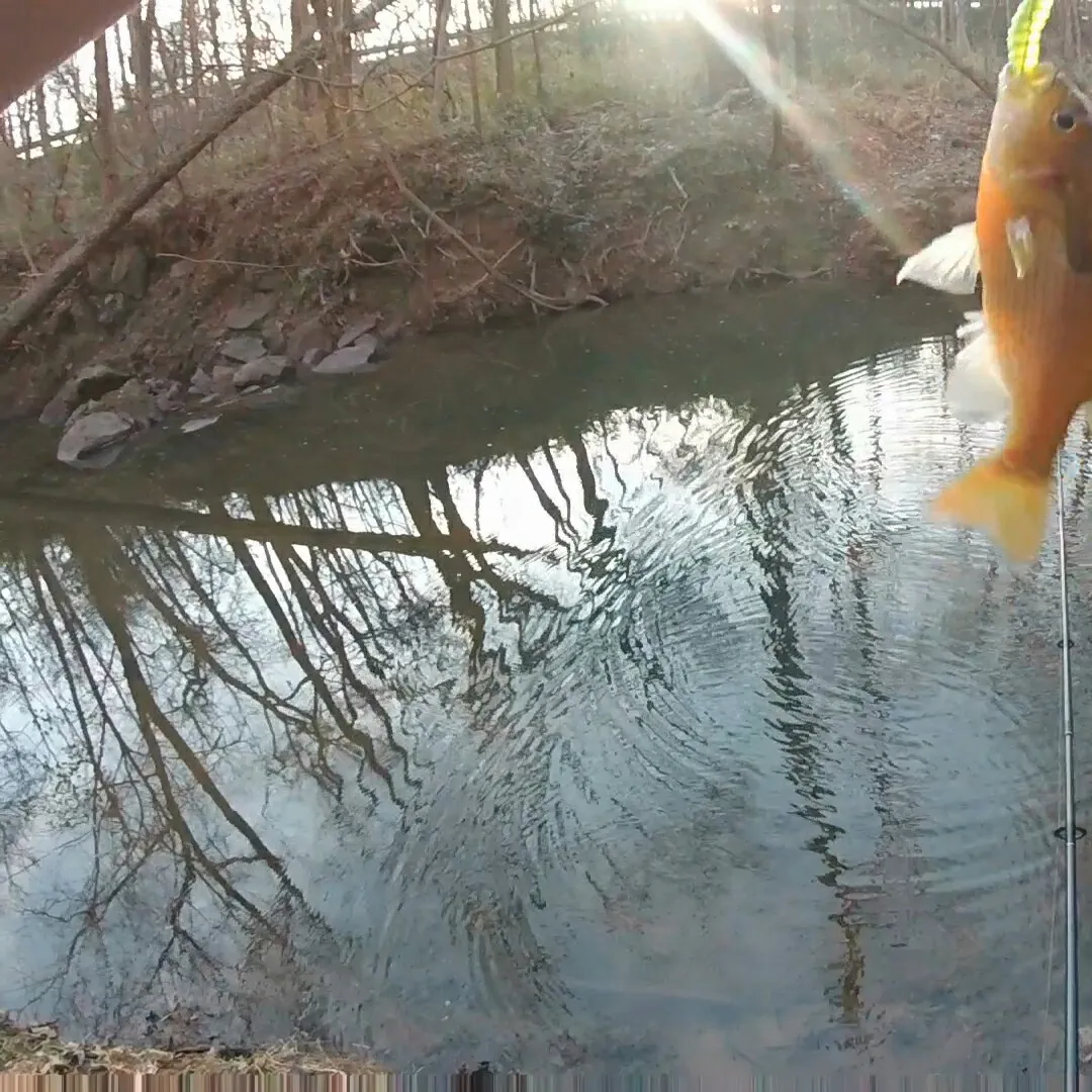 Redbreast sunfish caught on Fishbrain