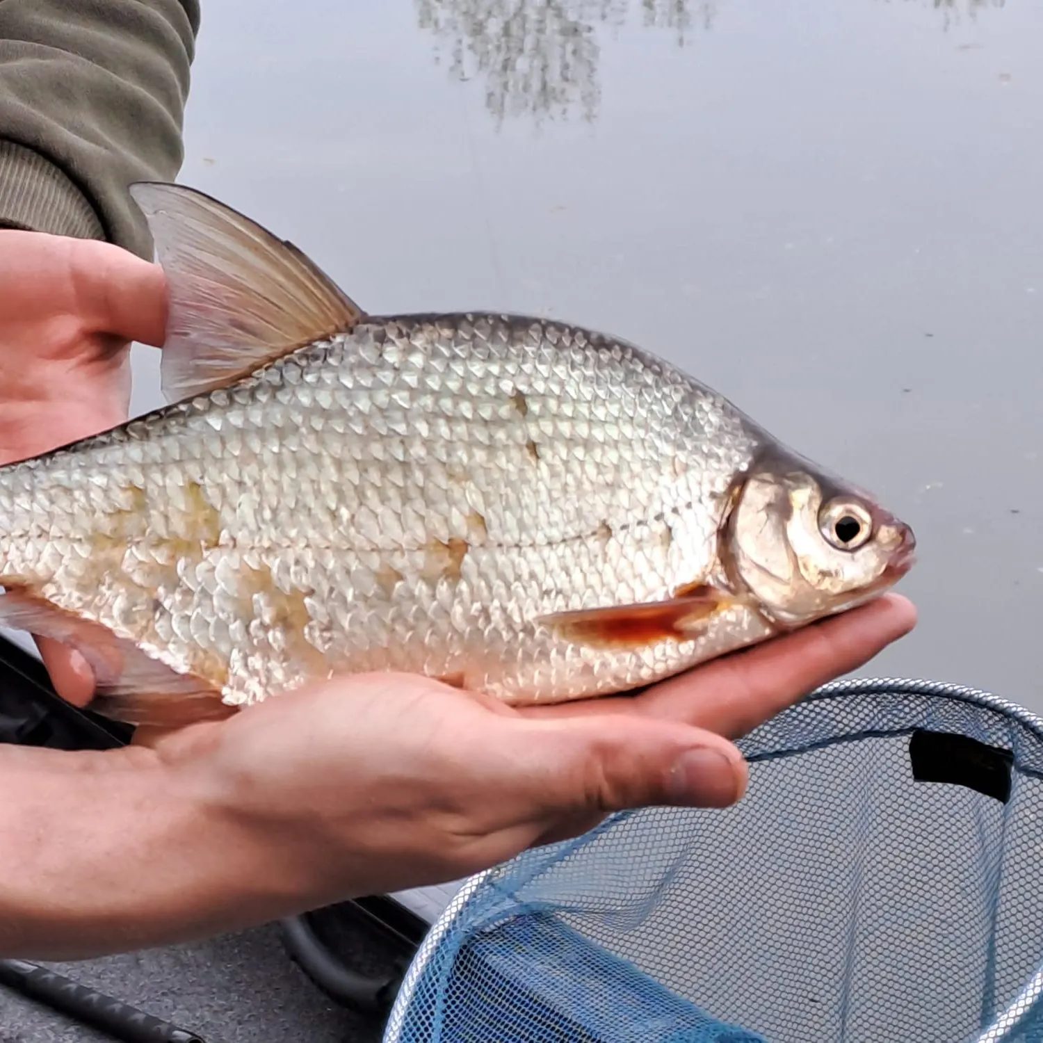 The most recent White bream catches on Fishbrain