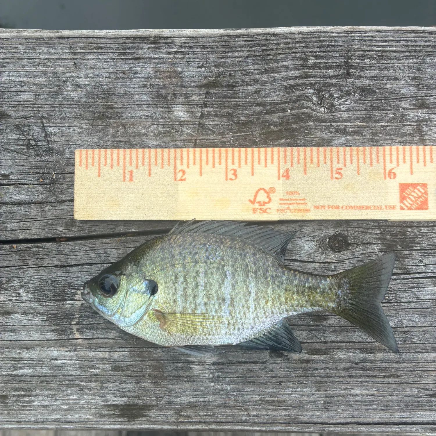Bluegill caught on Fishbrain