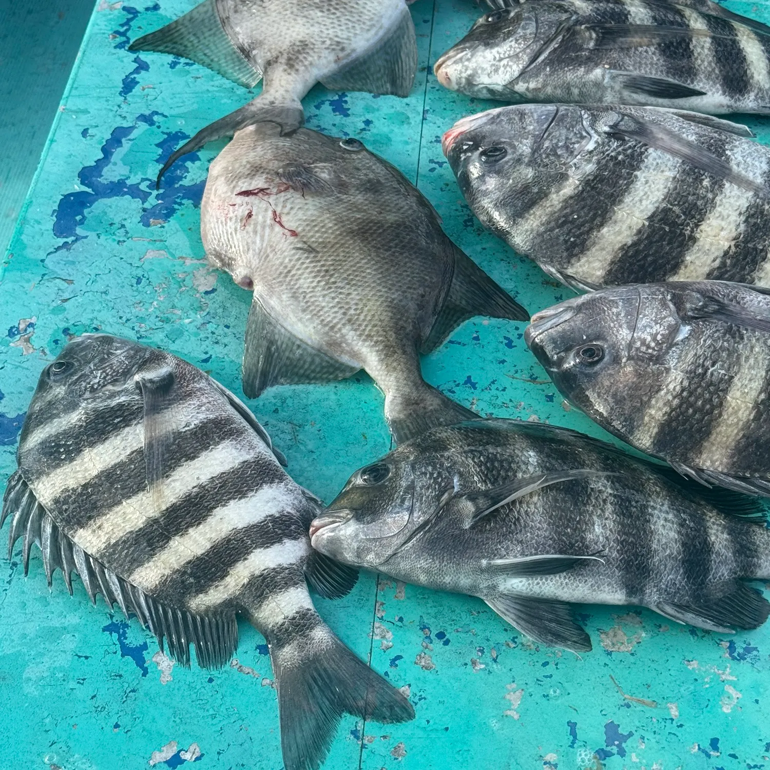 The most recent Black sea bass catches on Fishbrain