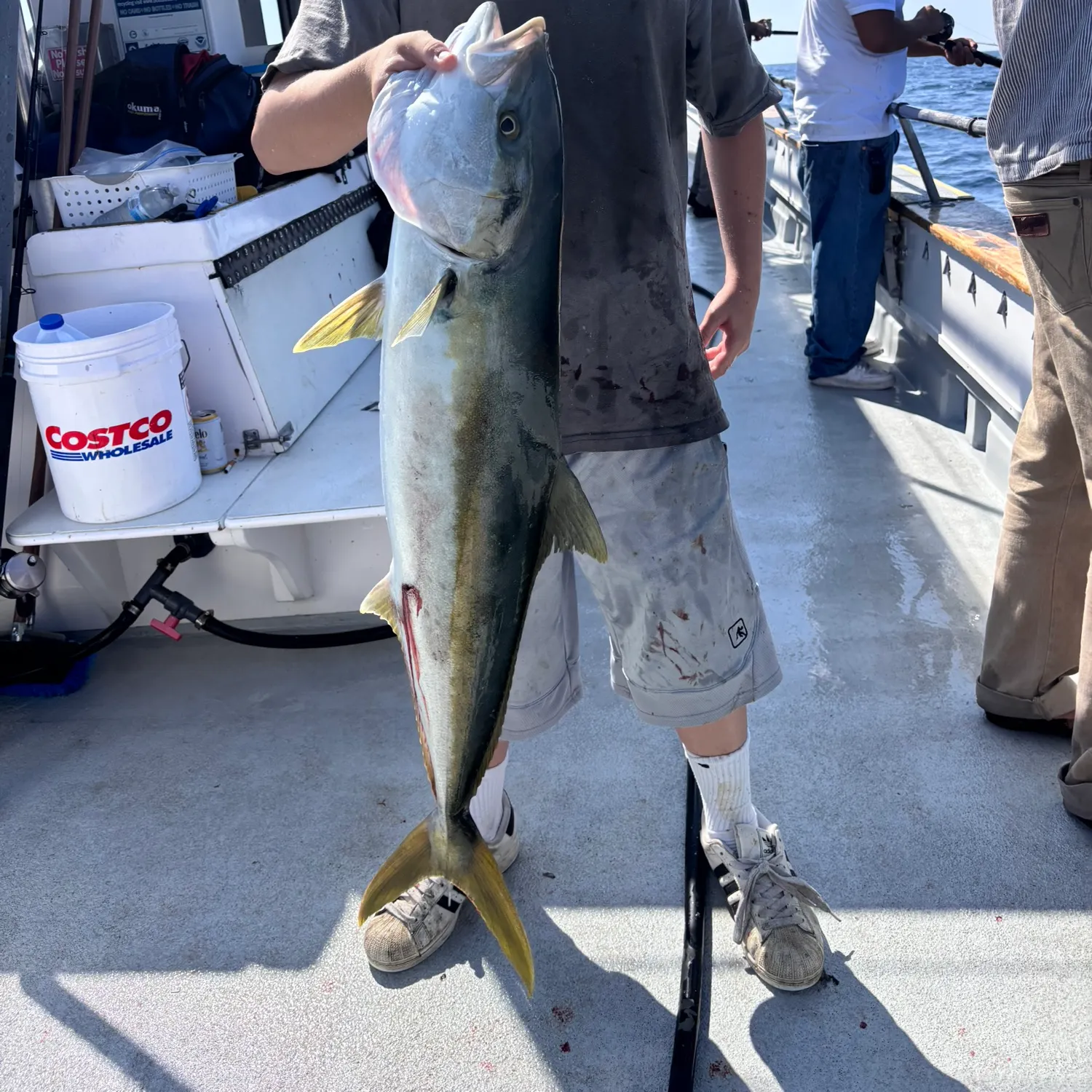 California yellowtail amberjack caught on Fishbrain